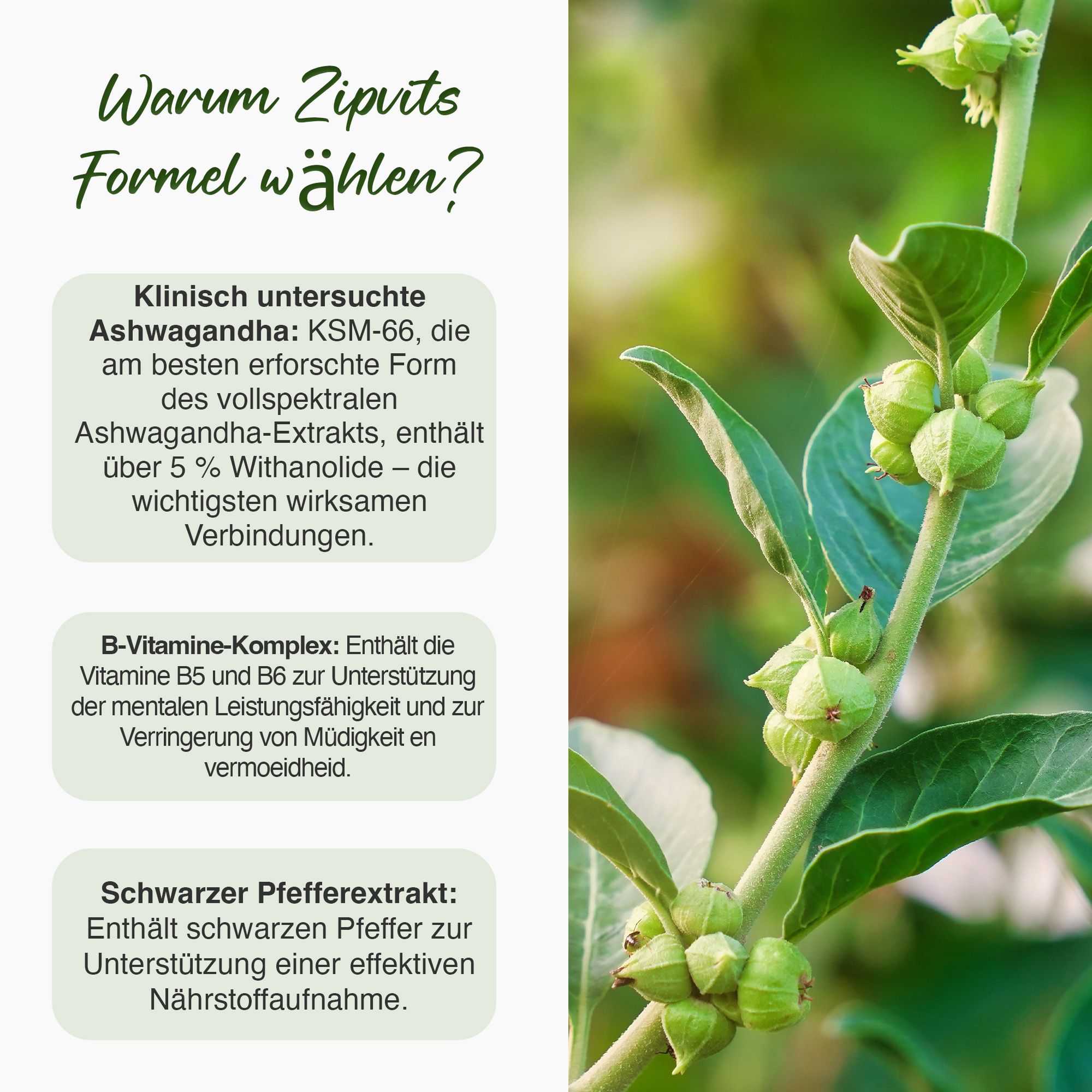 Text mit Informationen über Ashwagandha KSM-66. Enthält Informationen über die Inhaltsstoffe und Vorteile der Formel.