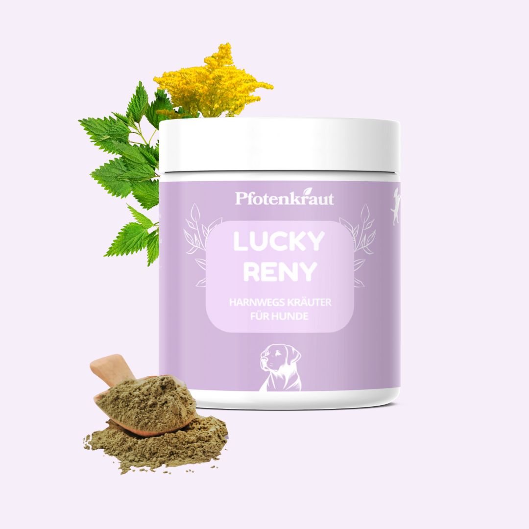 Weißes Produktglas mit lila Etikett. Aufschrift: LUCKY RENY, Harnwegs Kräuter für Hunde. Daneben Kräuter und ein Holzlöffel mit Pulver.