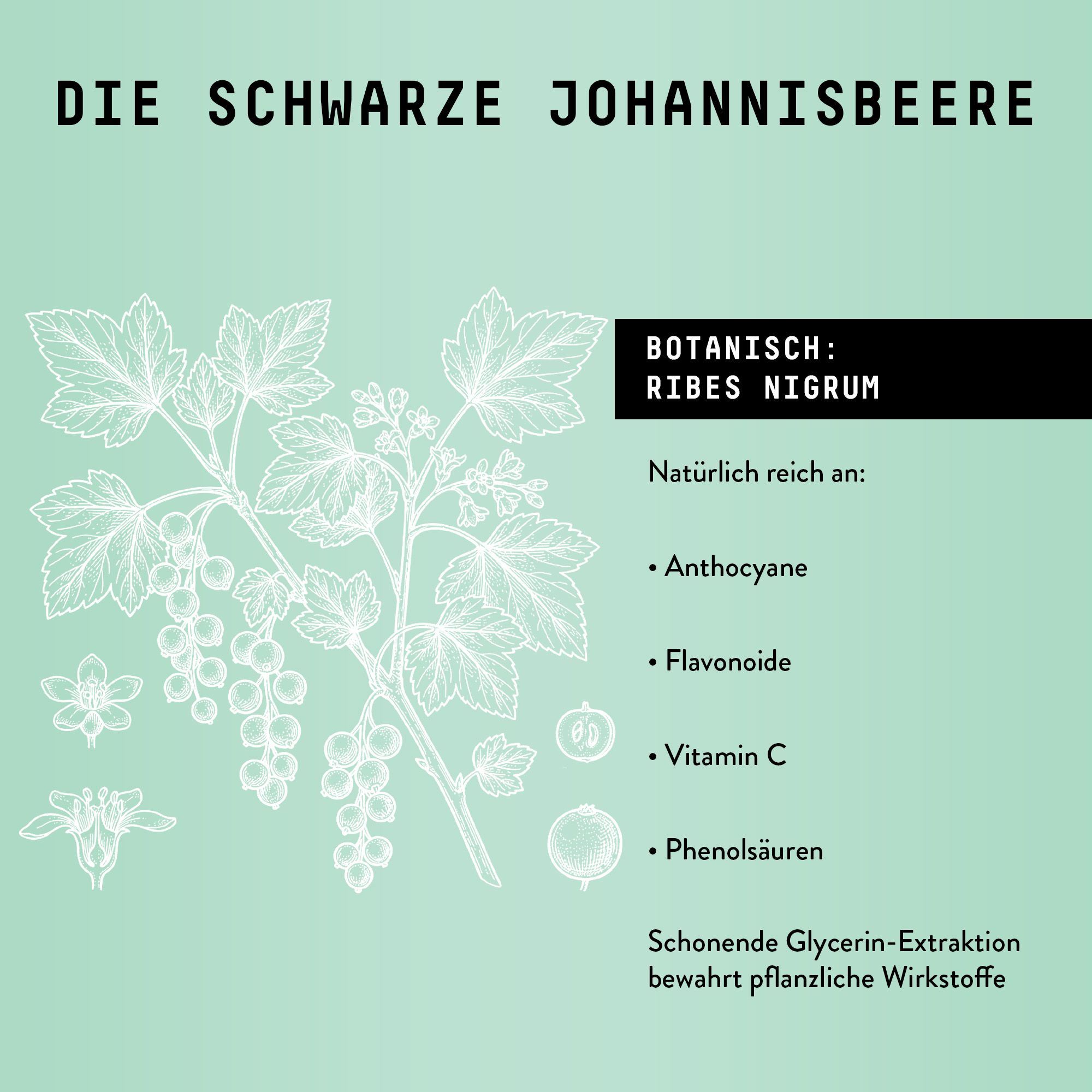 Illustration von Johannisbeerzweig mit Beeren. Text: Anthocyane, Flavonoide, Vitamin C, Phenolsäuren.