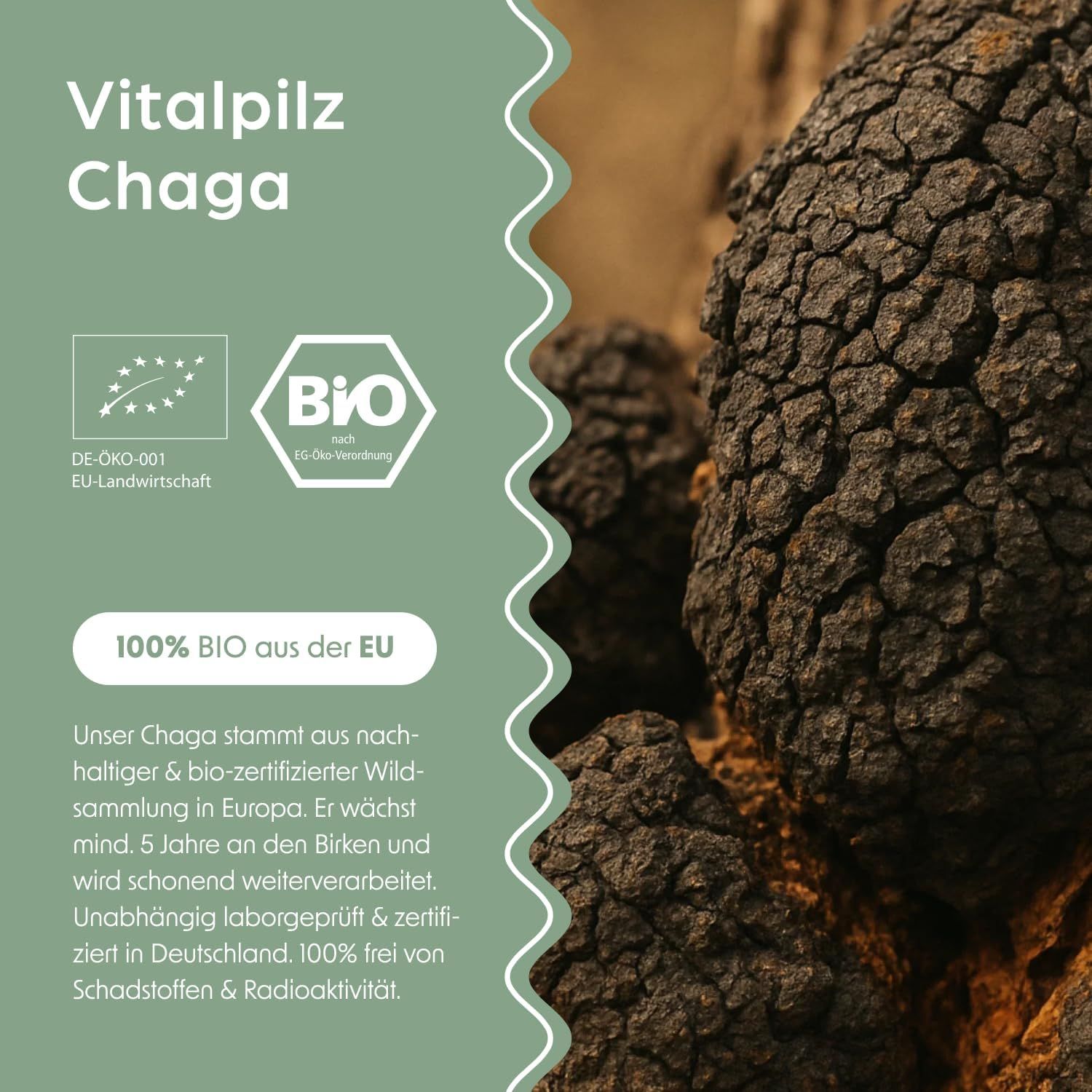 Text: Vitalpilz Chaga. BIO-Siegel, 100% BIO aus der EU. Text über Chaga-Anbau und Verarbeitung.