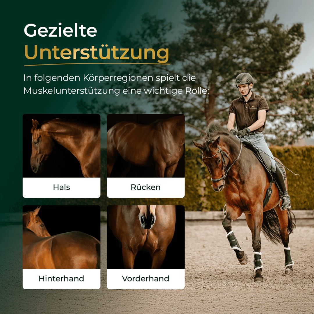Pferdegold Muskeln+