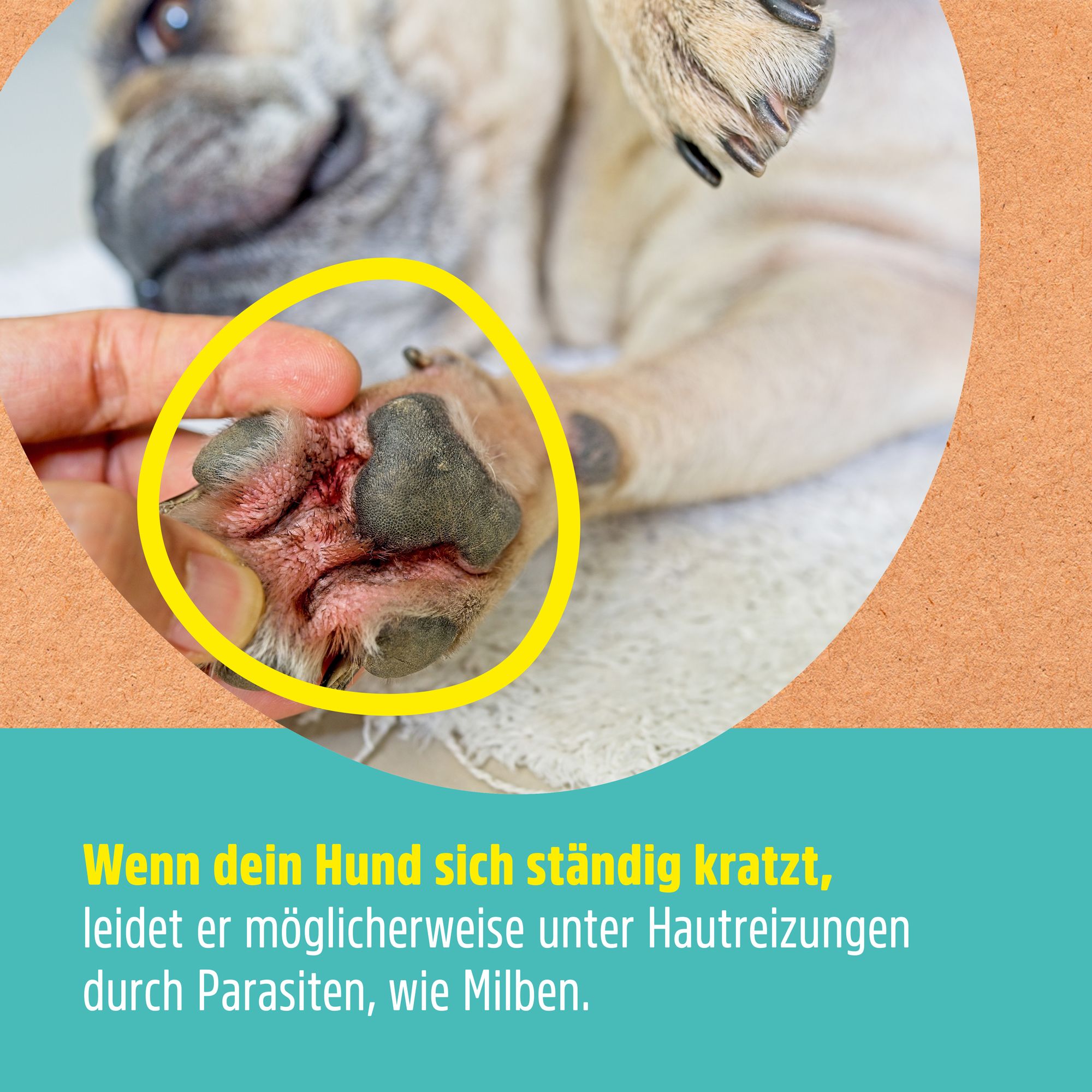 Hundepfote mit geröteten Pfotenballen. Text: Wenn dein Hund sich ständig kratzt, leidet er möglicherweise unter Hautreizungen durch Parasiten, wie Milben.