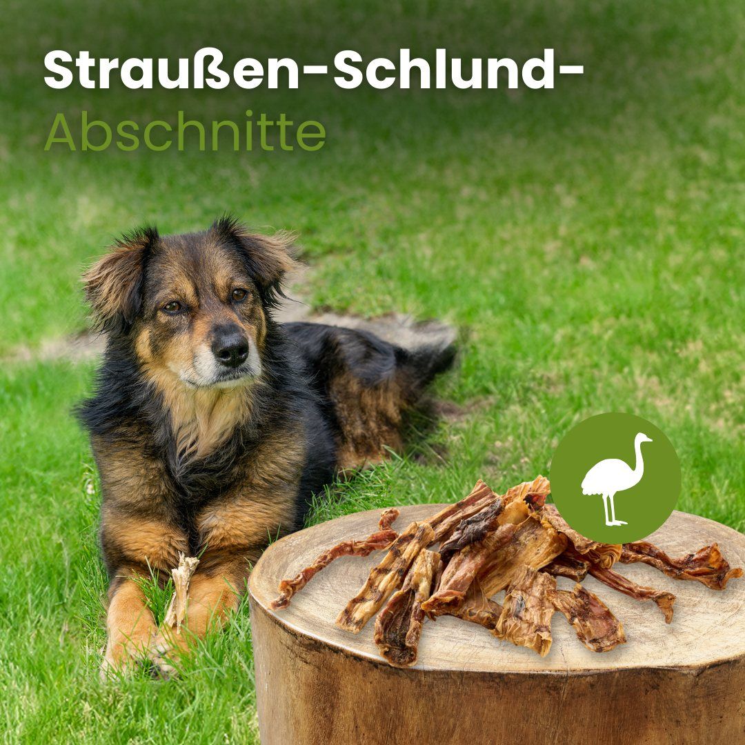 Hund liegt auf einer Wiese neben einem Holzstamm mit Straußen-Schlund-Abschnitten.