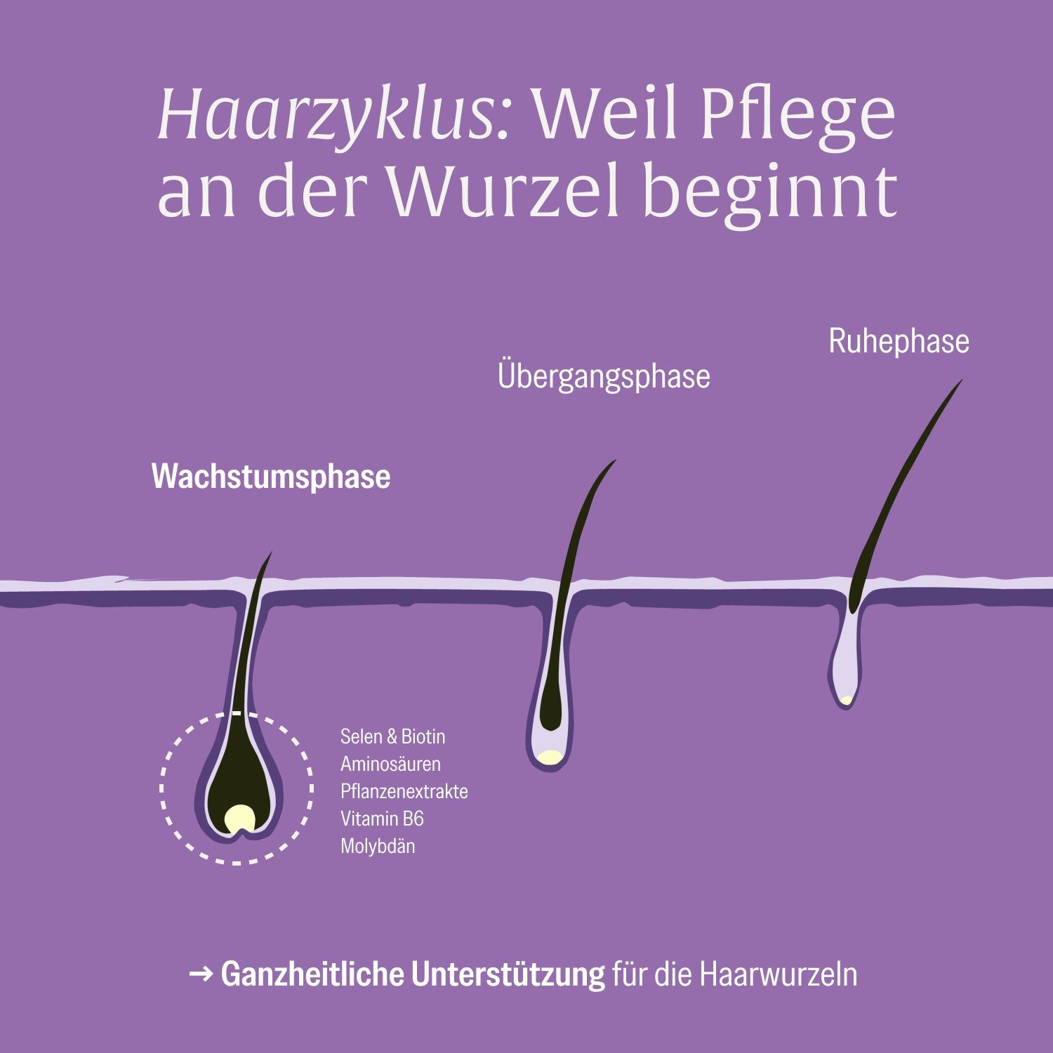 Illustration des Haarzyklus: Wachstums-, Übergangs- und Ruhephase mit Nährstoffangaben.