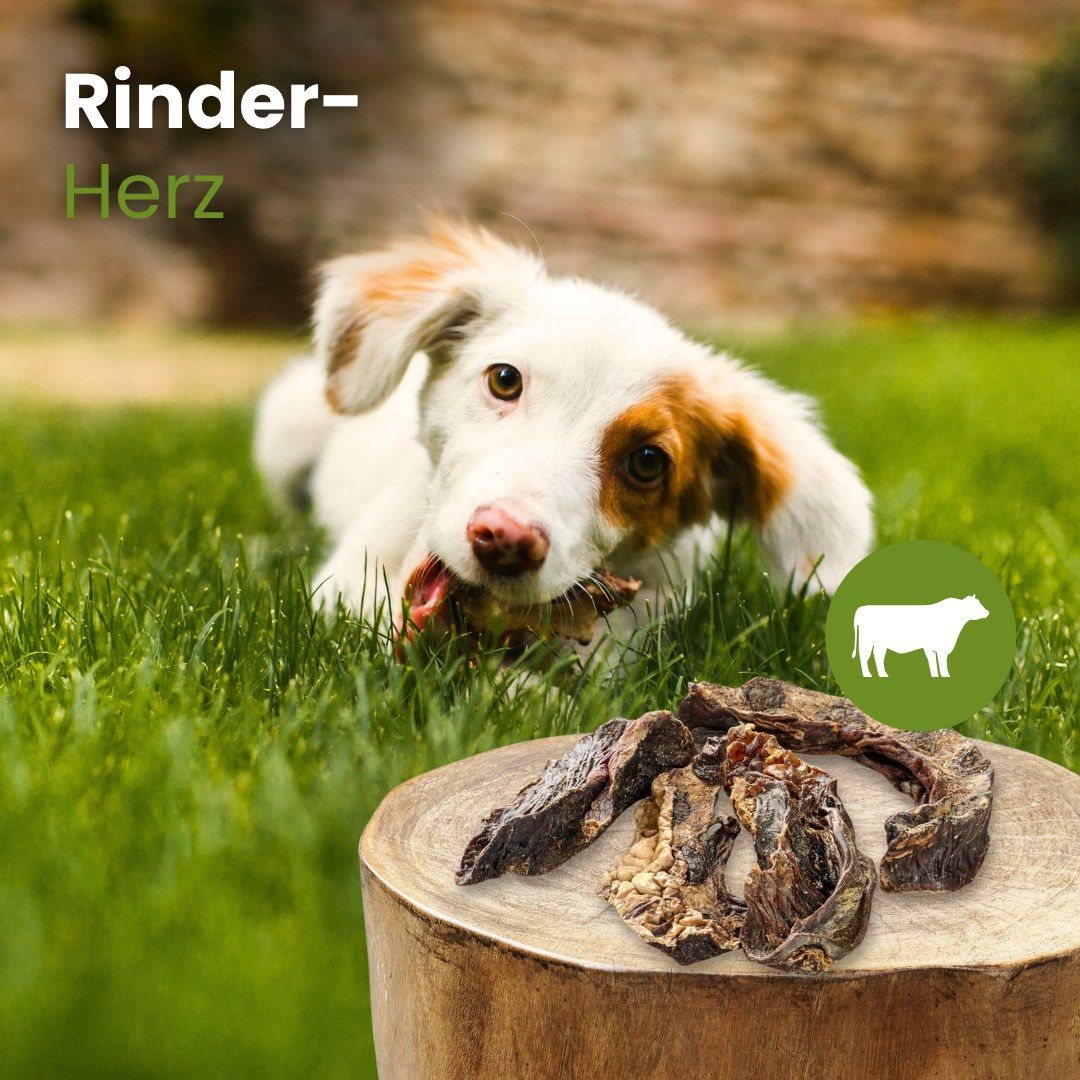 Getrocknete Rinderherz-Stücke auf weißem Hintergrund.