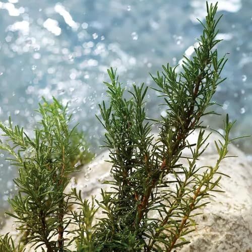 Rosmarinzweige auf einem Stein. Hintergrund: Wasser.