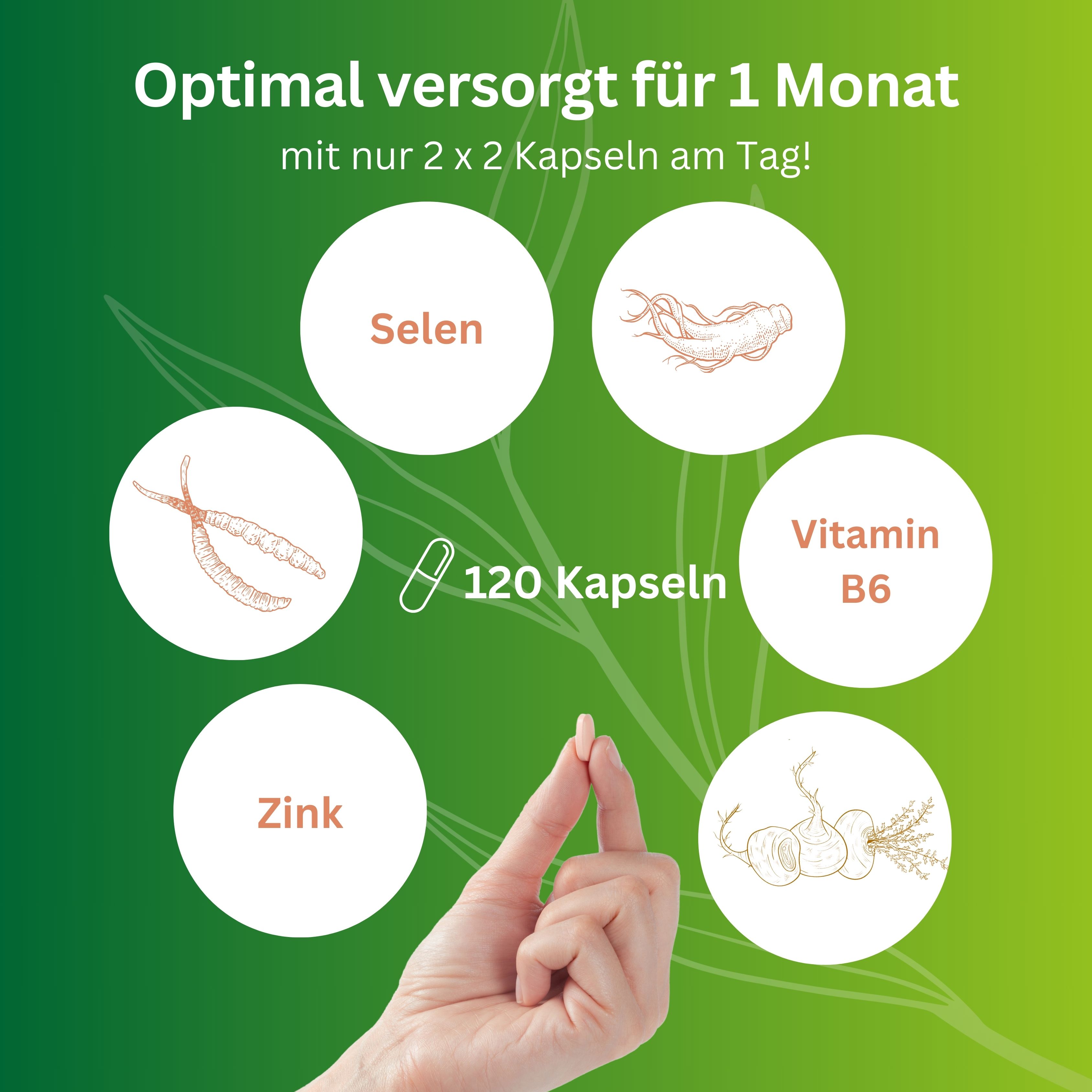 vitelly Cordyceps Man® Fertilitäts Kapseln für einen Monat