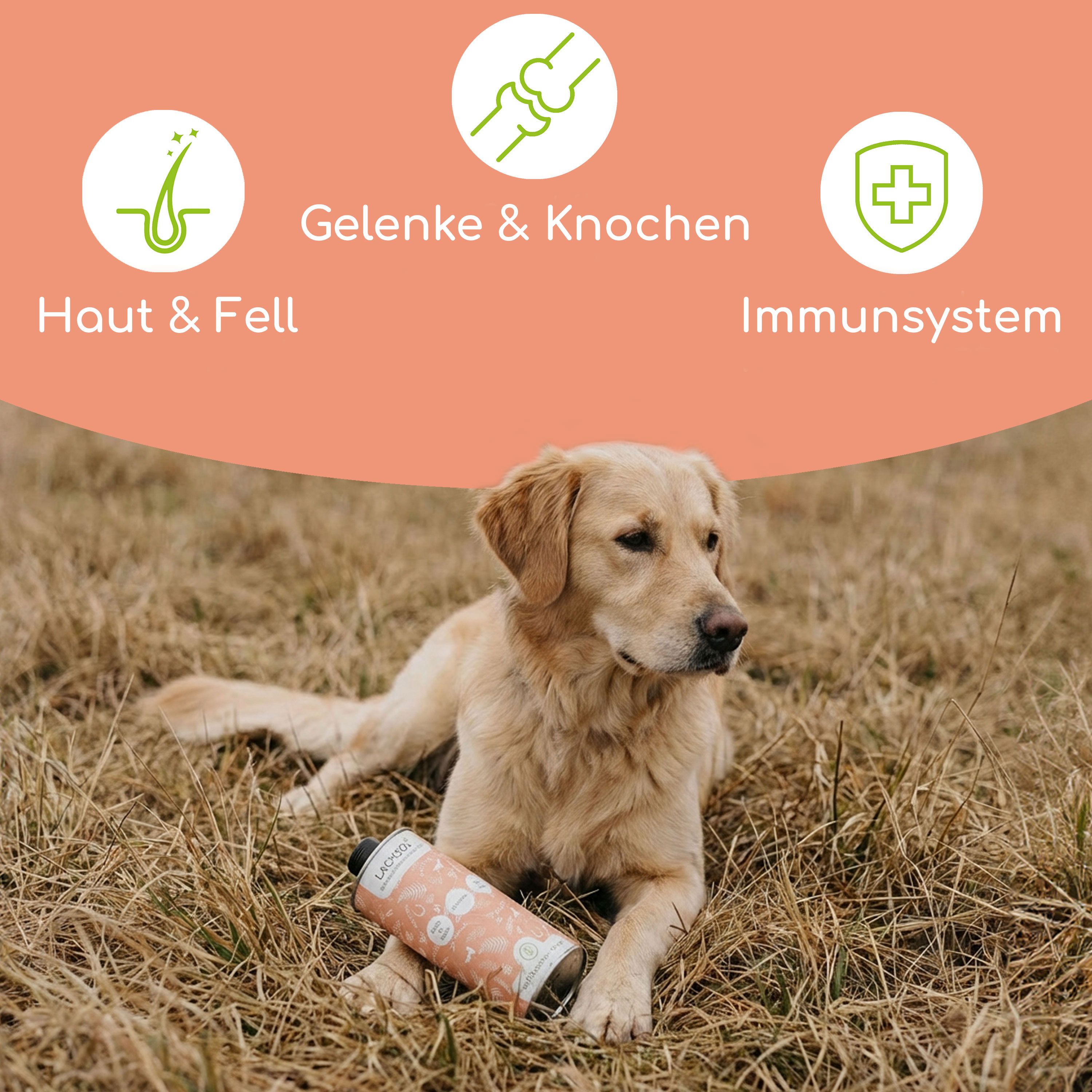 Hund liegt im Gras neben einer Dose. Auf der Dose steht Lachsöl. Oben sind Icons für Haut & Fell, Gelenke & Knochen und Immunsystem.