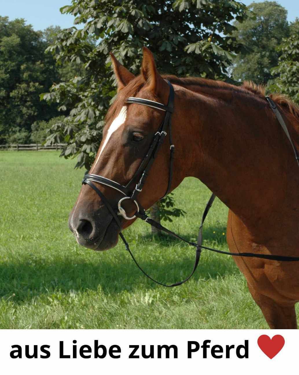 Harry`s Horse Ringtrense