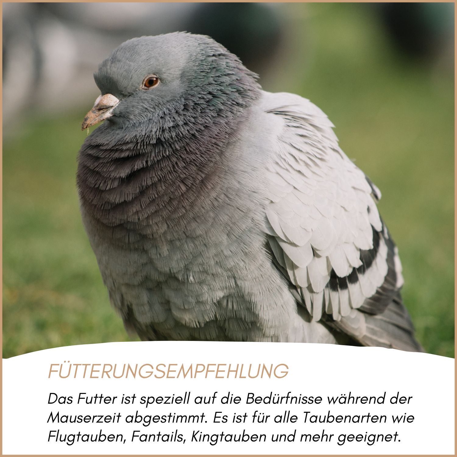 Supravit Taubenfutter während der Mauser | Frisches Qualitätsfutter mit wertvollen Inhaltsstoffen