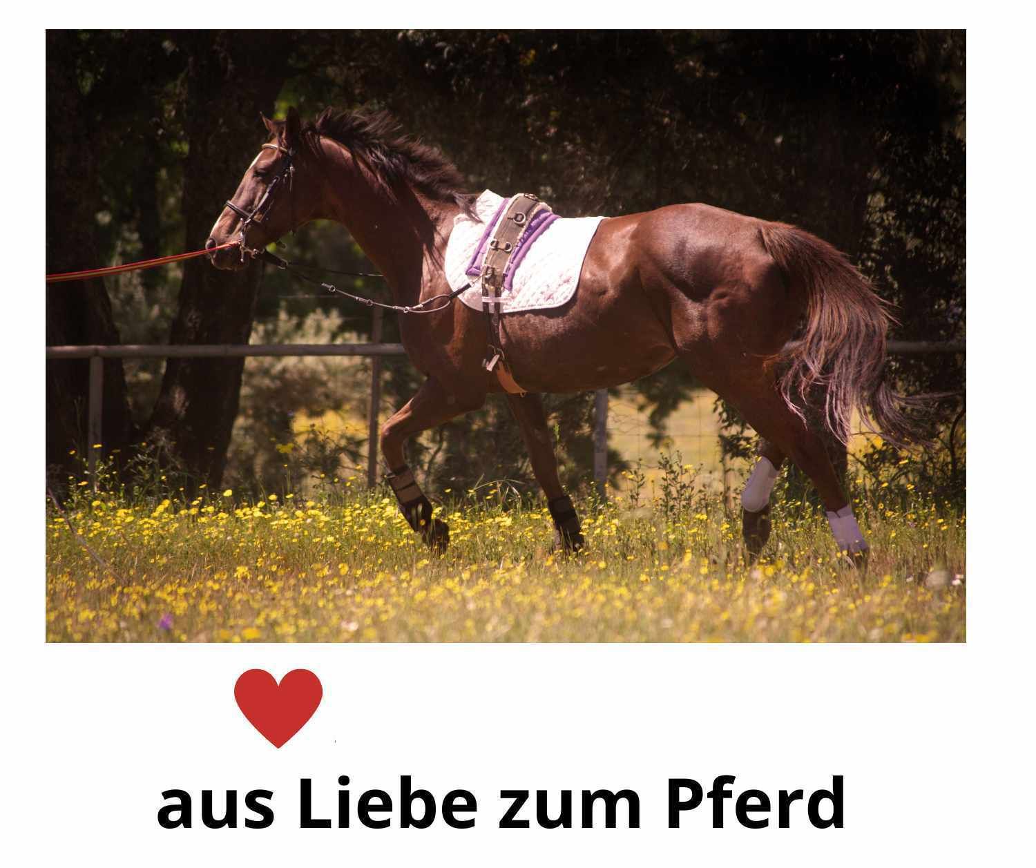 Amesbichler Reitsport Waldhausen Eco Kappzaum