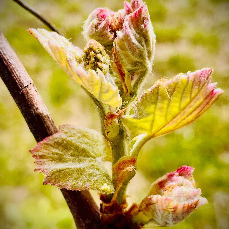 Nahaufnahme von Weinrebenknospen. Junge Blätter mit rosa und gelben Farbtönen. Brauner Stiel.