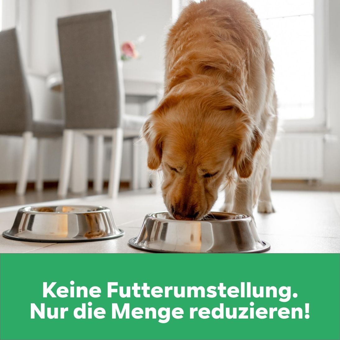 Gewichtsmanagement Übergewicht Hund Slimpet Light-Pulver Sättigungsgefühl