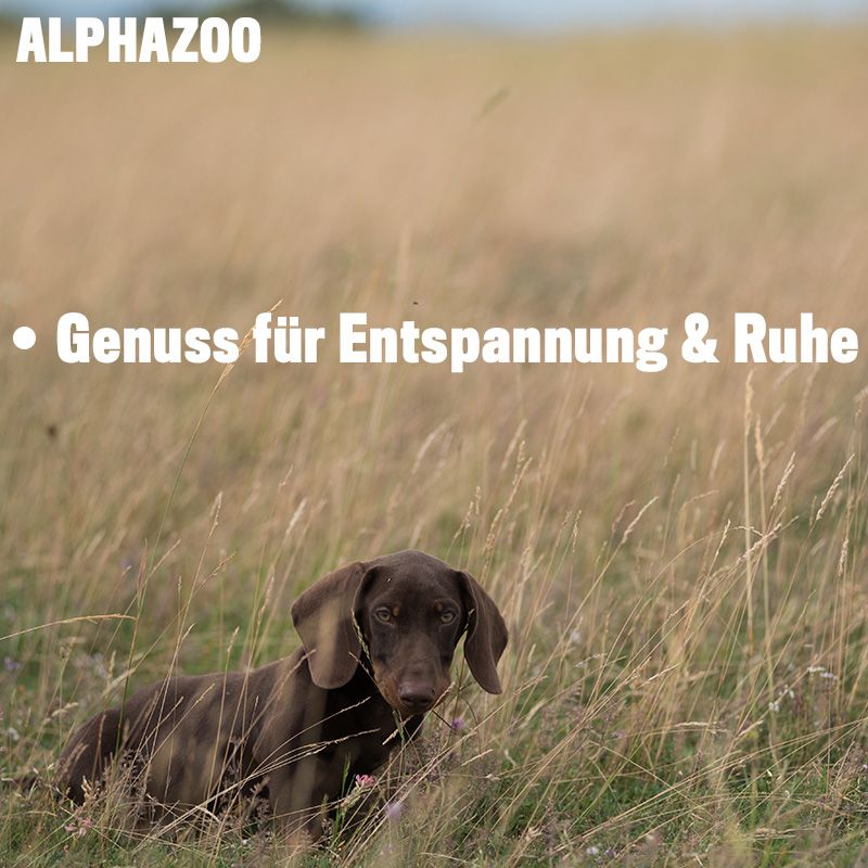 ALPHAZOO In Aller Seelenruhe