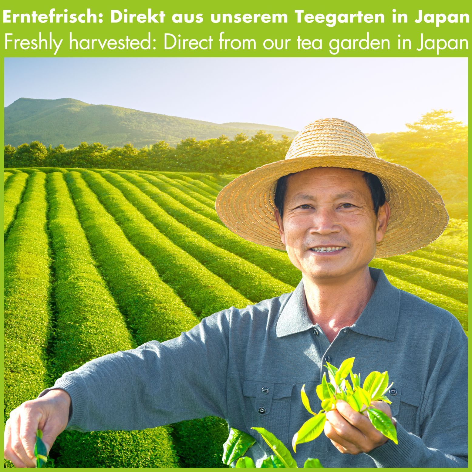 Ein Mann in einem Strohhut hält Teeblätter in der Hand. Im Hintergrund sind grüne Teeplantagen und Berge zu sehen.