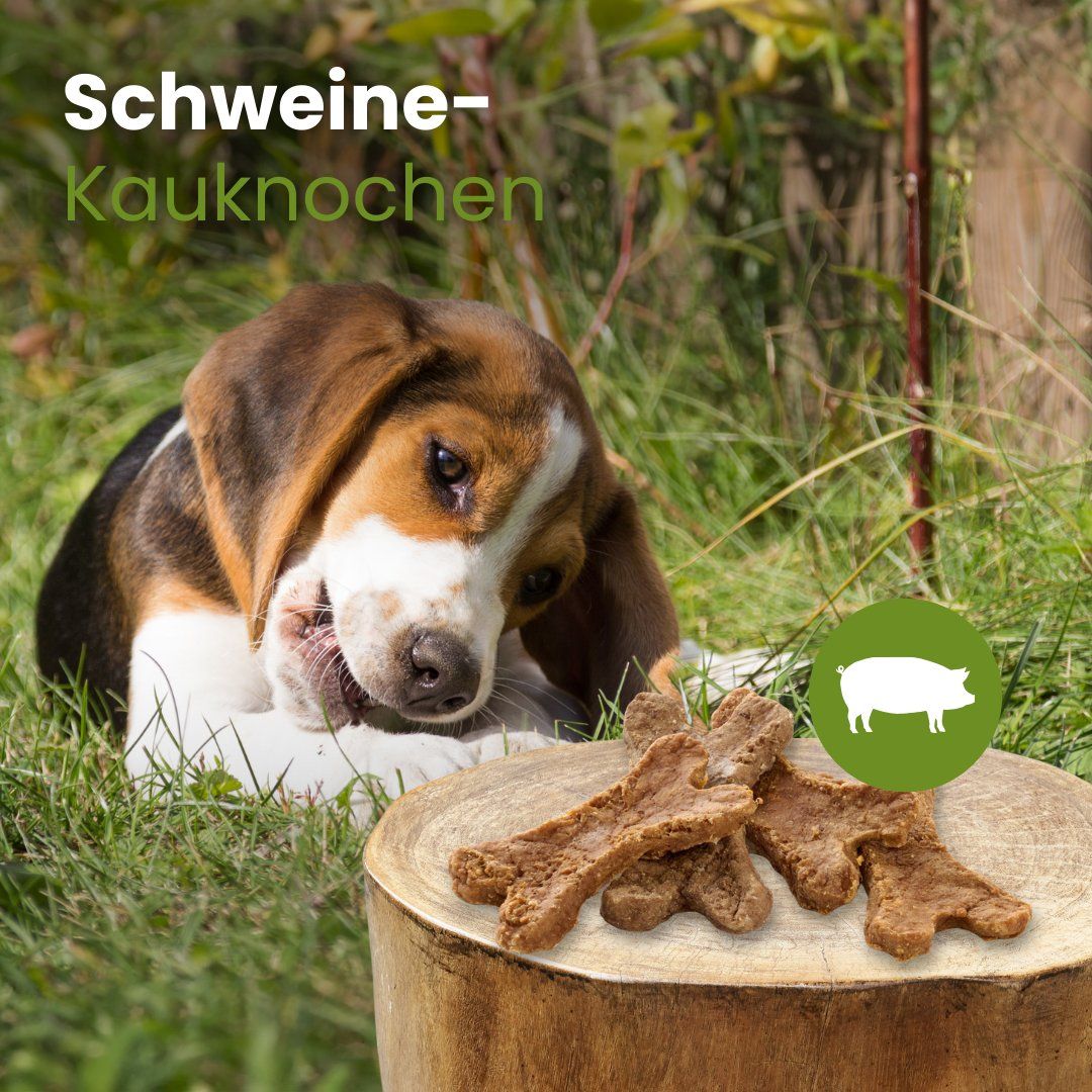 Ein Beagle-Welpe kaut auf einem Schweine-Kauknocher im Freien.
