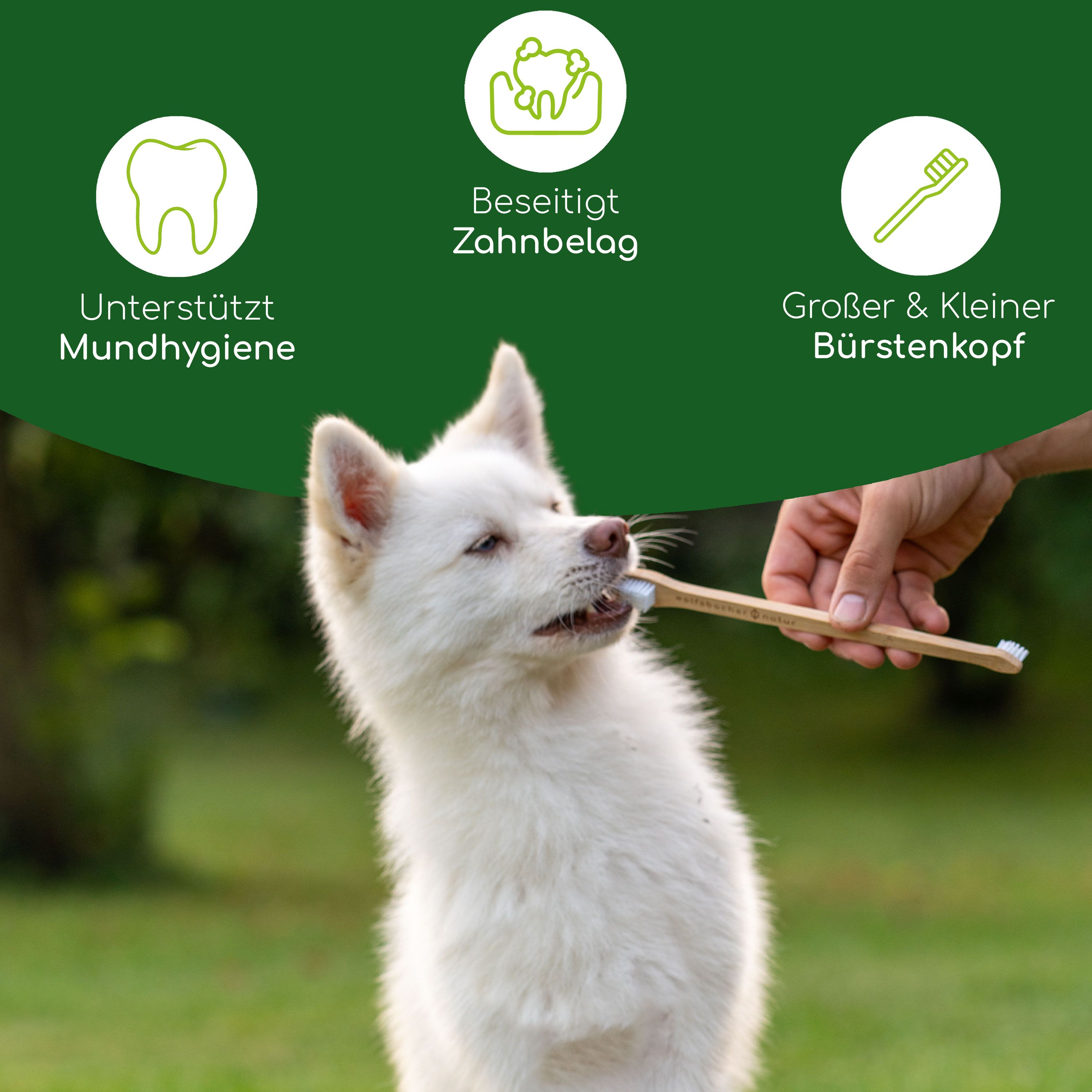 Ein Hund bekommt mit einer Bambus-Zahnbürste die Zähne geputzt. Aufschrift: Unterstützt Mundhygiene, beseitigt Zahnbelag.