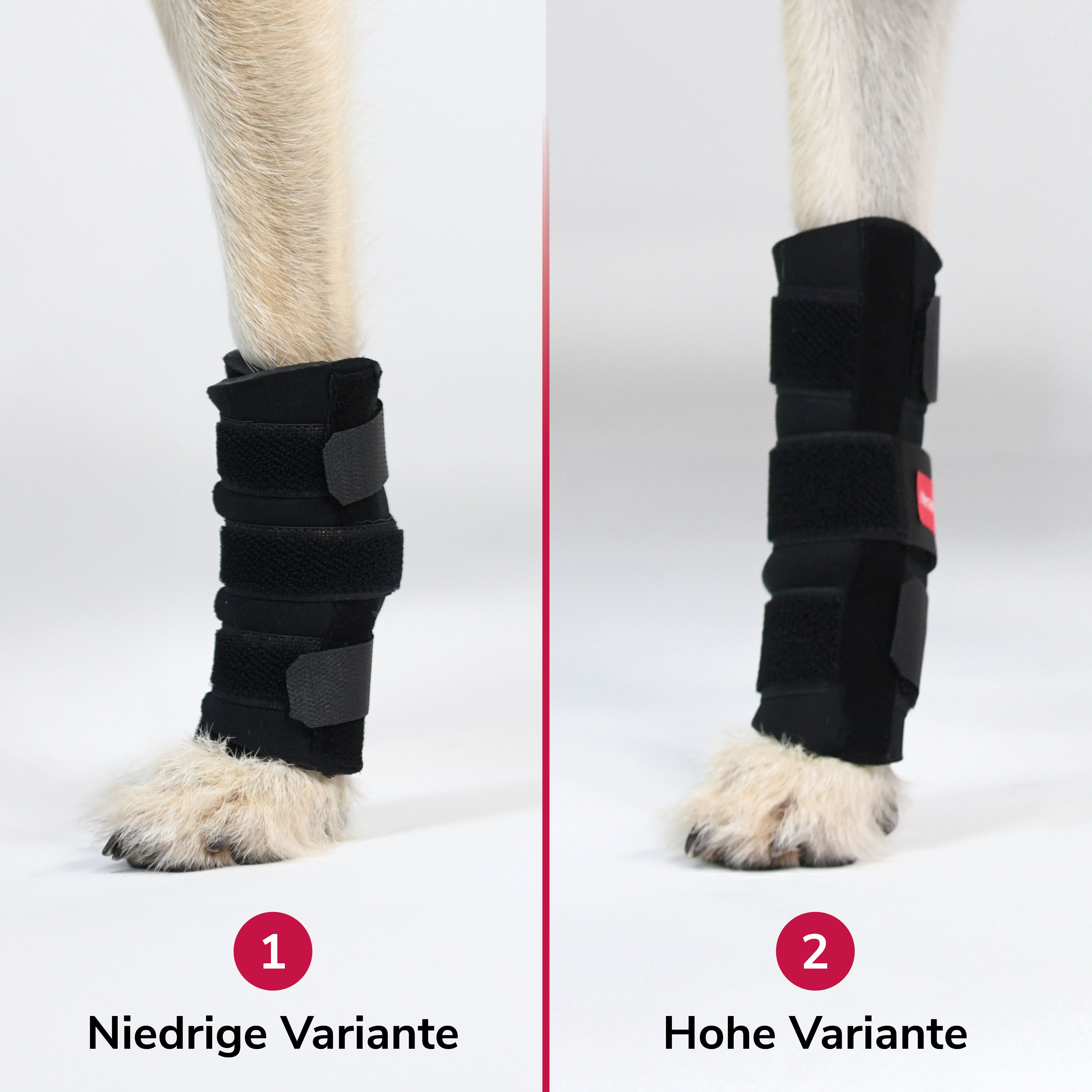 Zwei Karpalgelenkbandagen am Bein eines Hundes. Links: niedrige Variante. Rechts: hohe Variante. Beide schwarz.