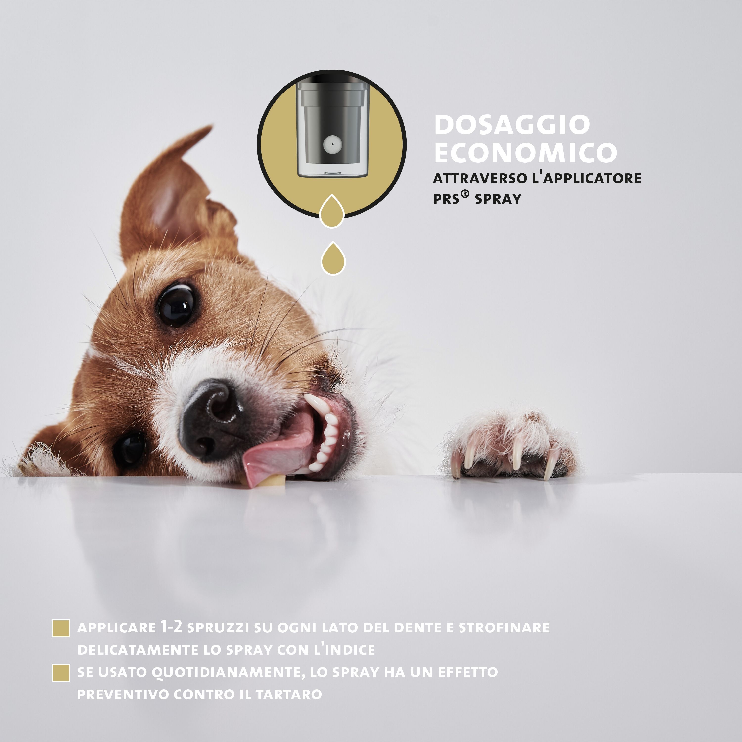 Hund mit Zunge. Text: DOSAGGIO ECONOMICO. Durch PRS-Sprüh-Applikator. Text: 1-2 Spritzer auf jede Zahnseite, mit Finger einreiben, täglich wirkt es.