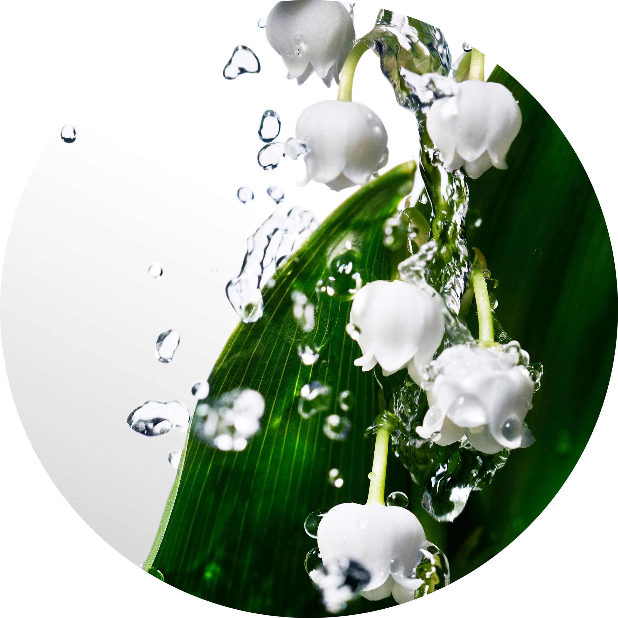 Runder Ausschnitt mit weißen Lilien und Wassertropfen auf grünem Blatt.