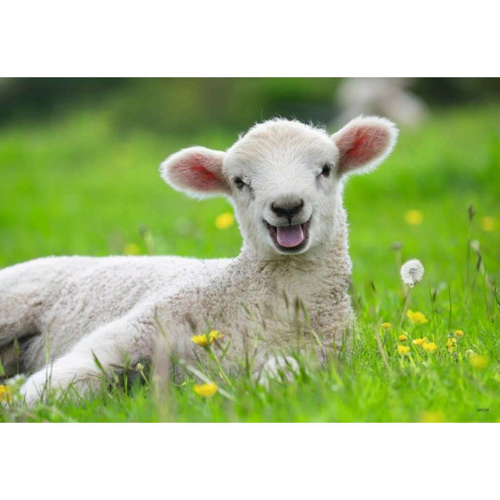 ravensburger Bauernhofpuzzle 2x12 Teile