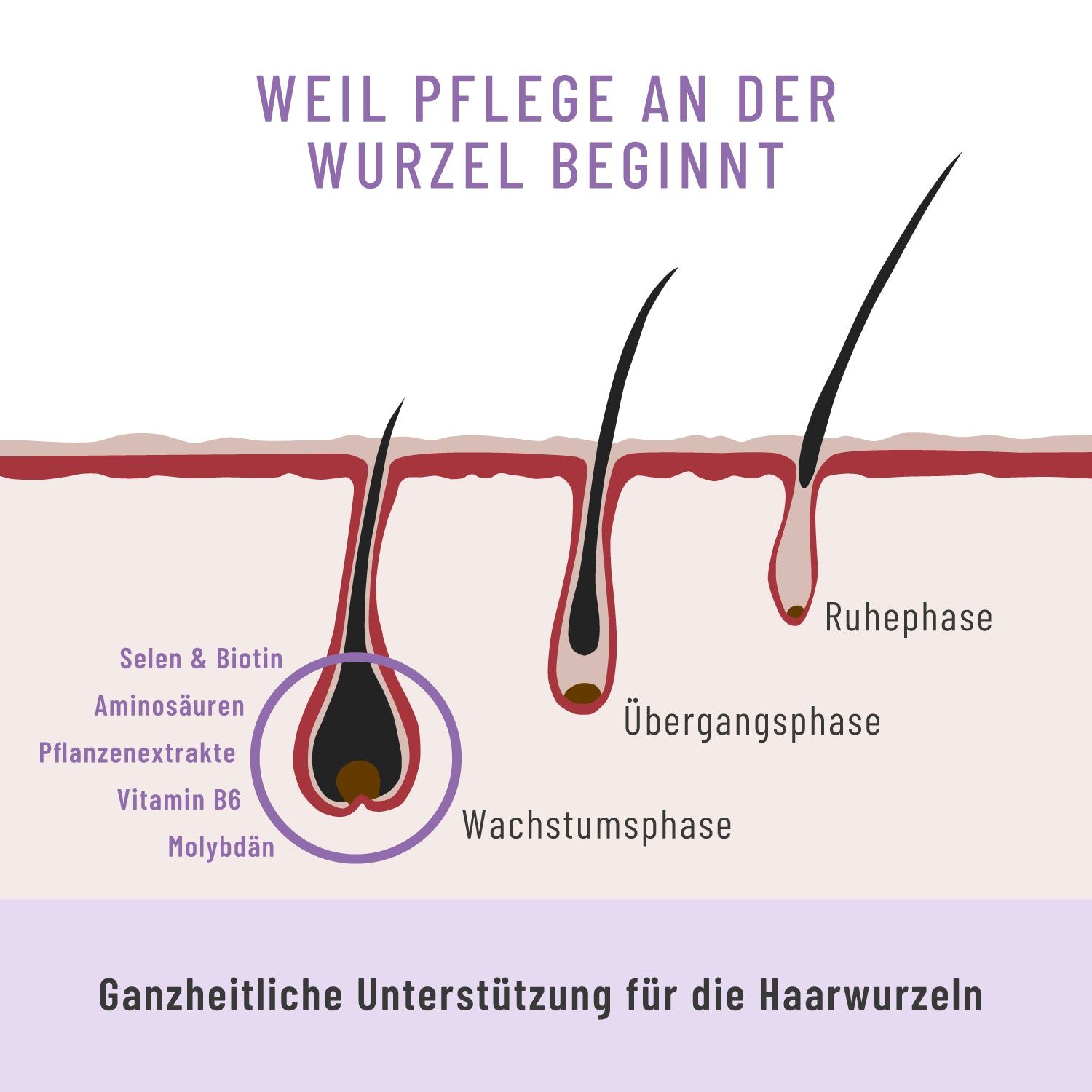 Grafische Darstellung der Haarwurzelphasen. Beschriftung: Wachstumsphase, Übergangsphase, Ruhephase. Inhaltsstoffe: Selen, Biotin, Aminosäuren, Pflanzenextrakte.