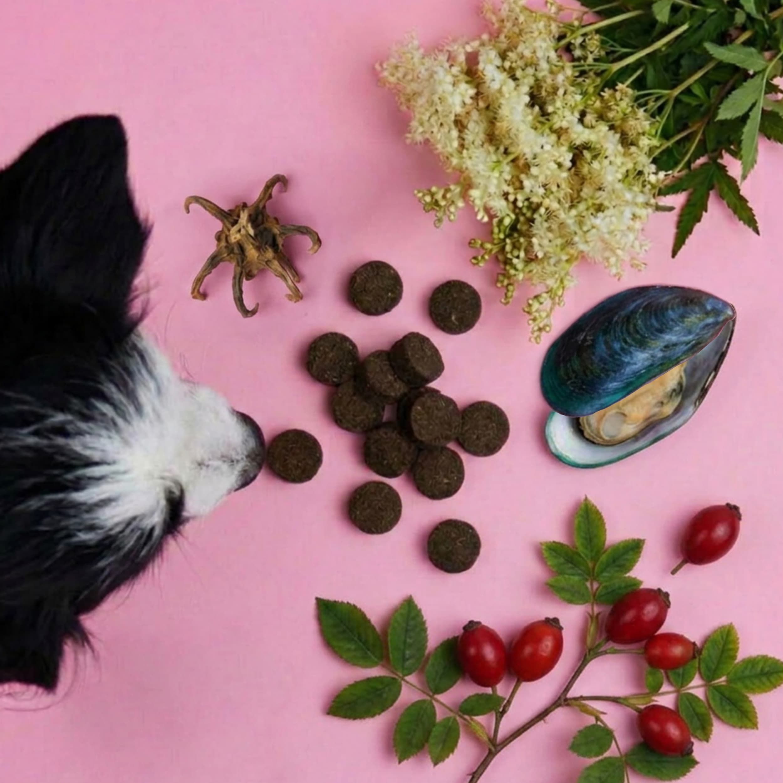 Tierliebhaber Gelenk Drops, Muschel, Hagebutten und Hundekopf auf rosa Hintergrund.
