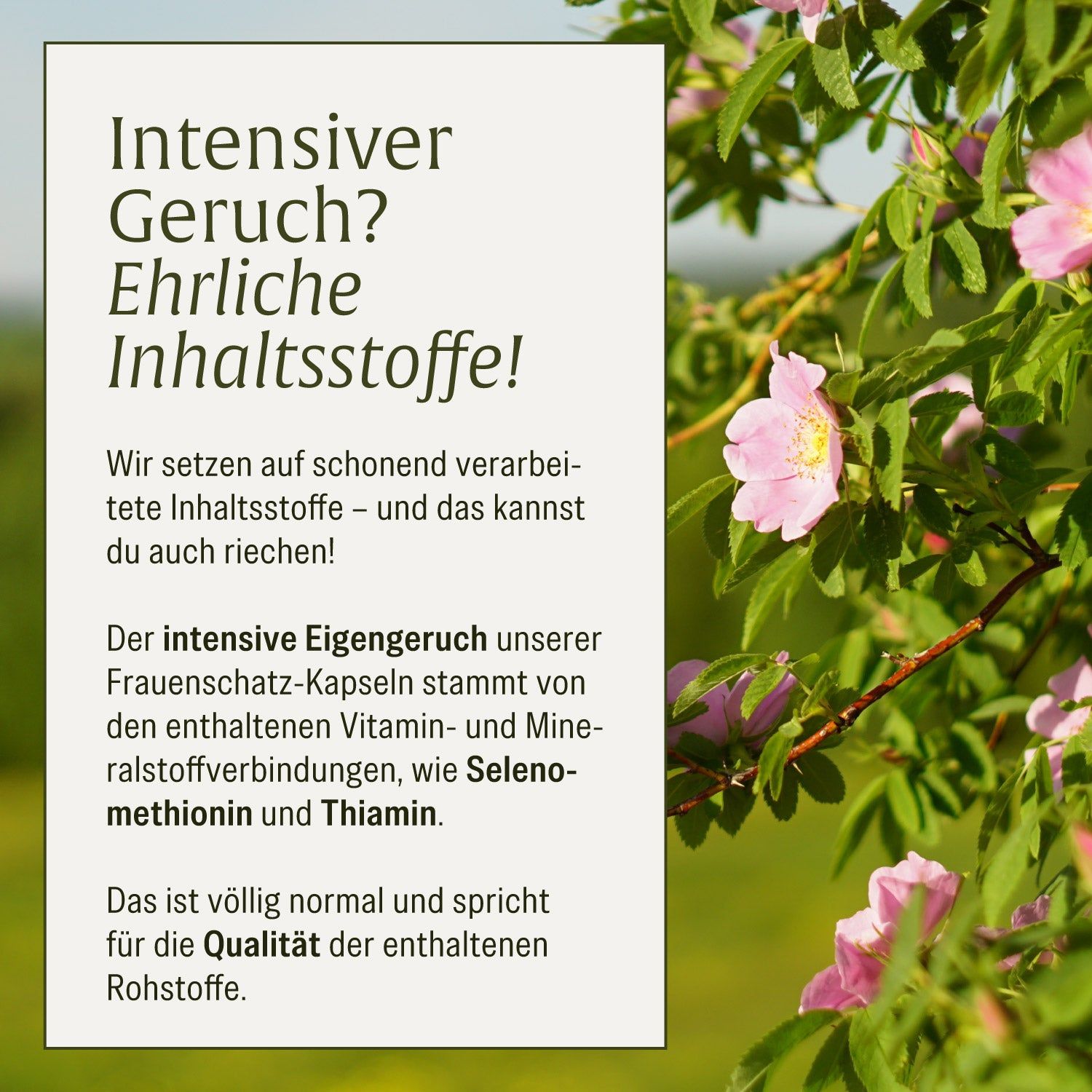 Text über intensiven Geruch und ehrliche Inhaltsstoffe, daneben eine blühende Rose.