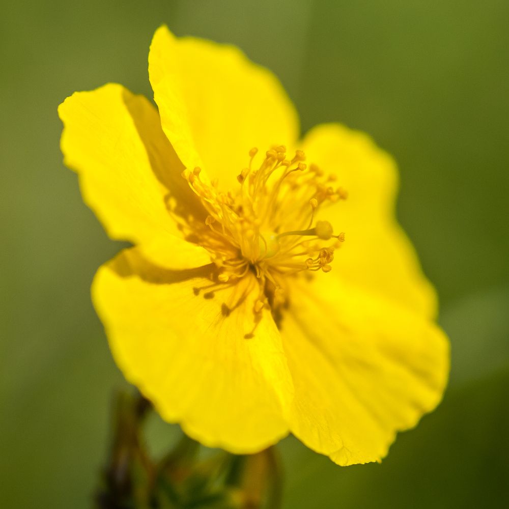 PHI Essences - Rock Rose Bachblüte Nr. 26