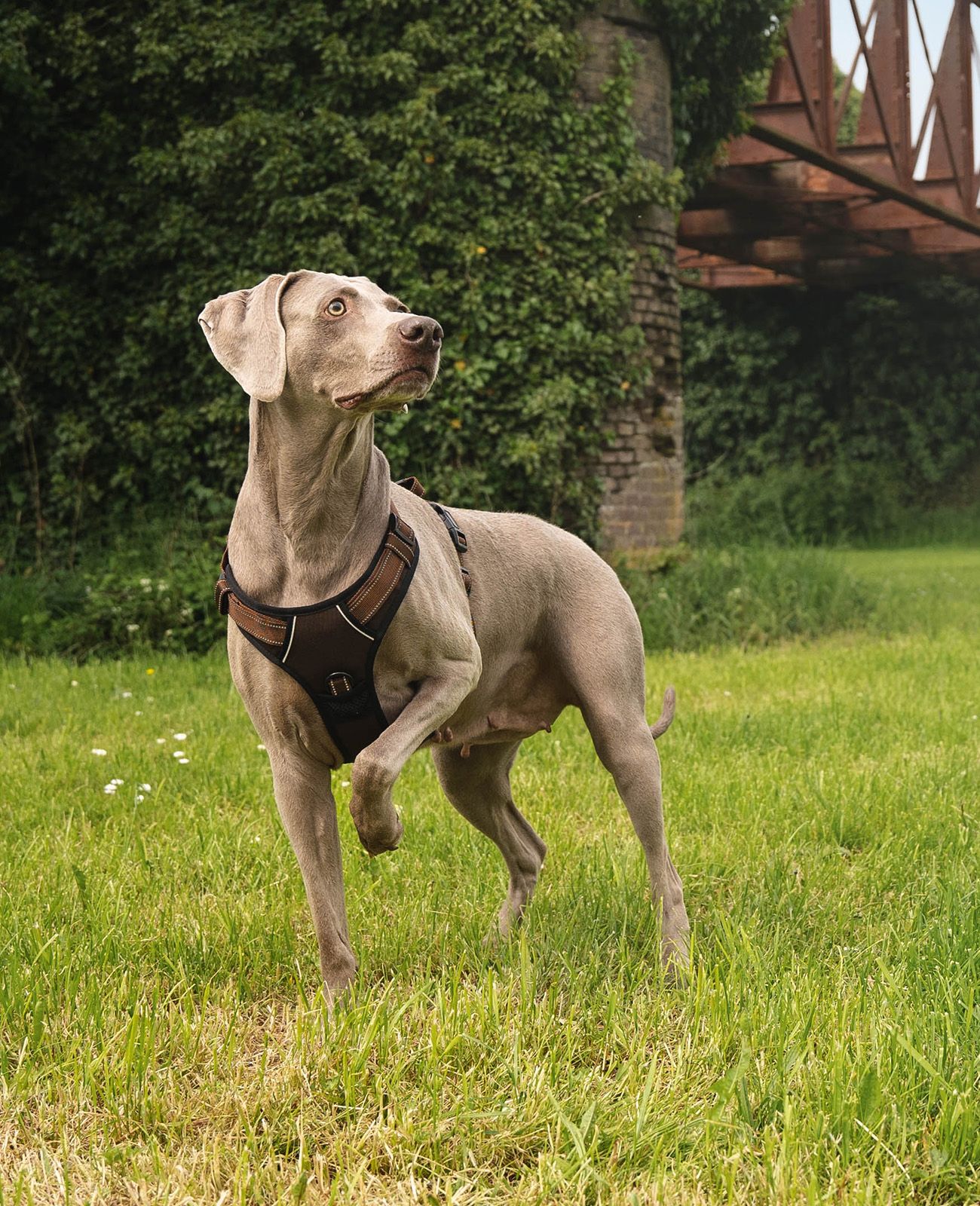 lionto Hundegeschirr gepolstert und reflektierend, Größe L, braun