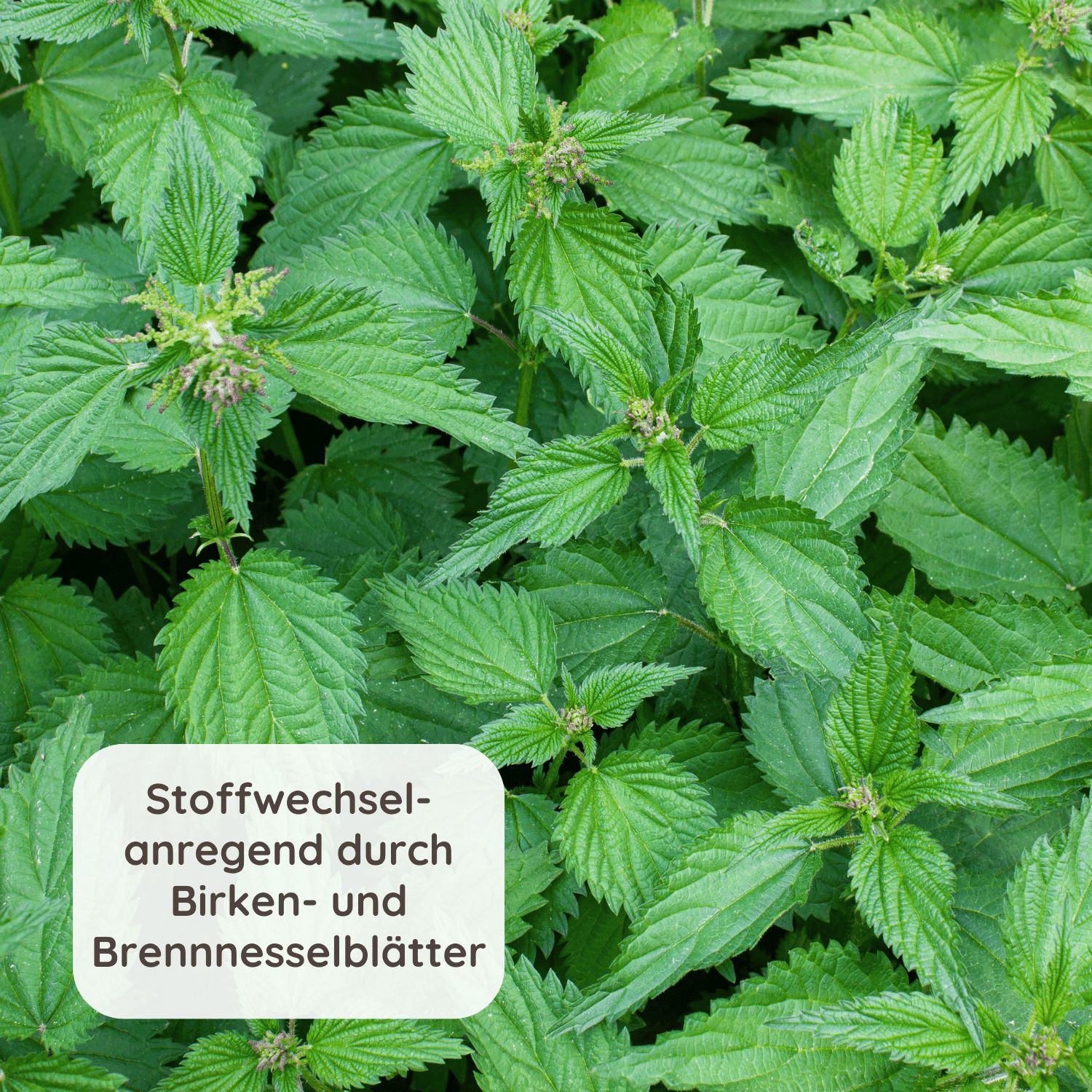 Schlosskräuter Stoffwechseltee mit Brennnessel | Stoffwechsel anregen Brennnesseltee 100% Natürlich