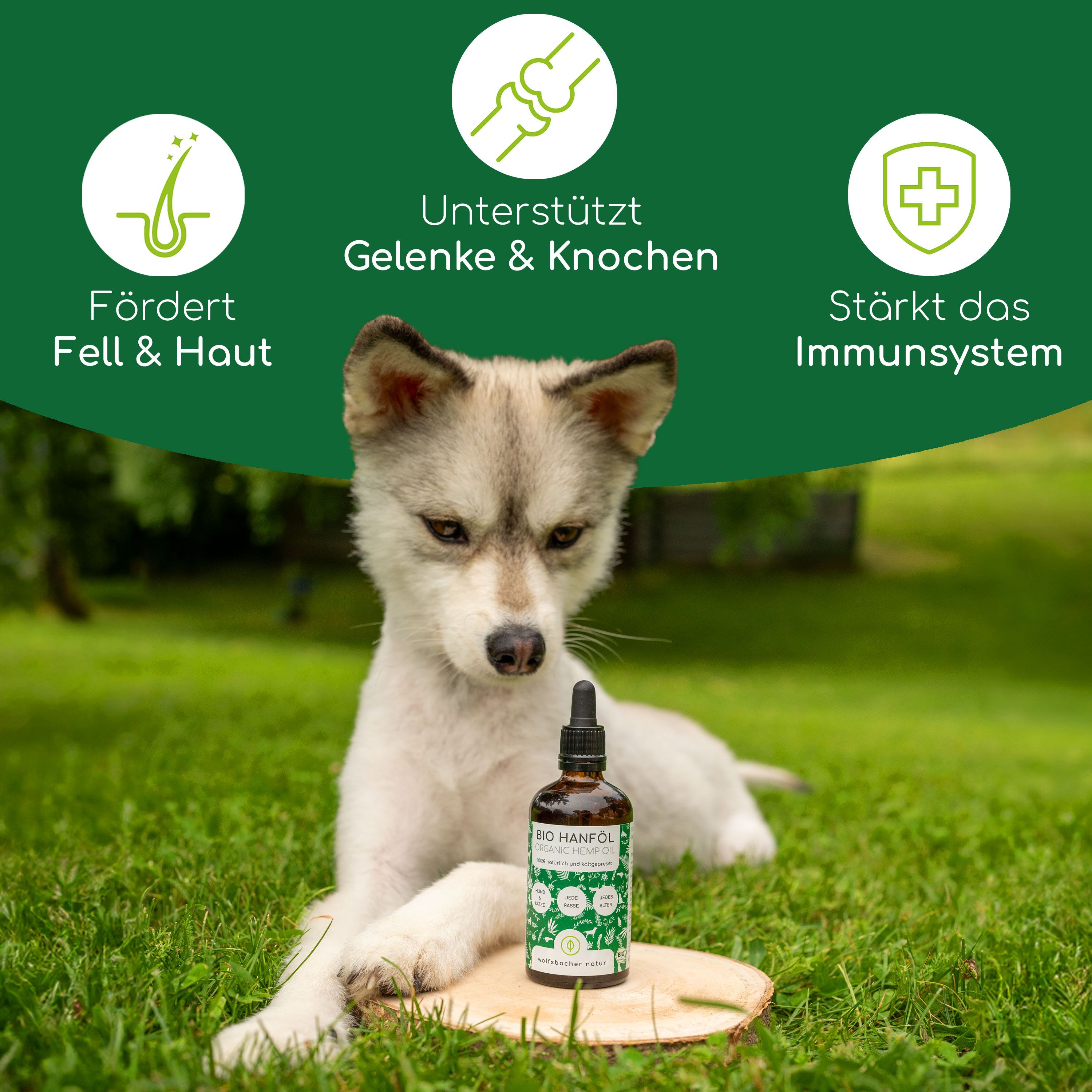 Hund auf Gras mit Hanföl-Flasche auf Holzscheibe. Icons: Fell & Haut, Gelenke & Knochen, Immunsystem.