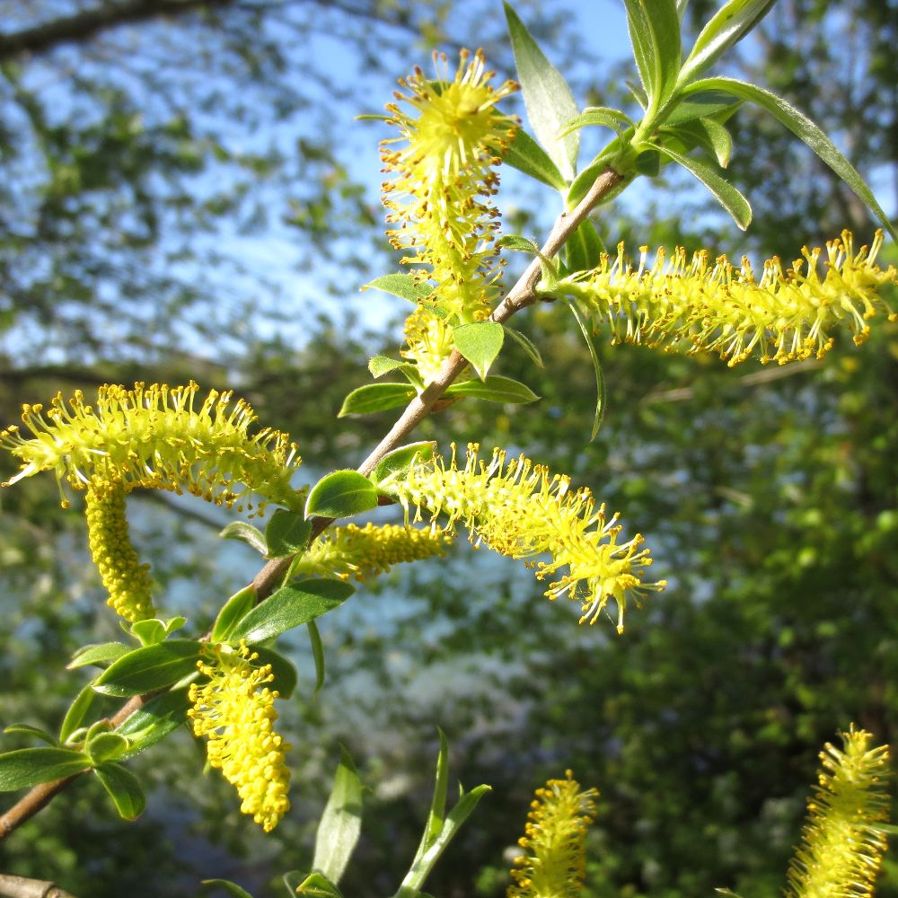 Nahaufnahme von gelben Kätzchenblüten an einem Zweig mit grünen Blättern. Hintergrund: unscharfer Himmel und Bäume.