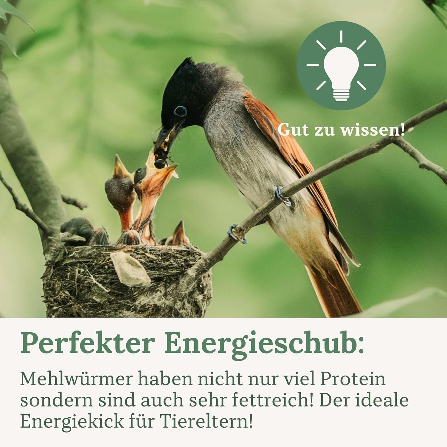 Orni Mehlwürmer getrocknet | Premium Insektenfutter für Wildvögel, Igel & Eichhörnchen