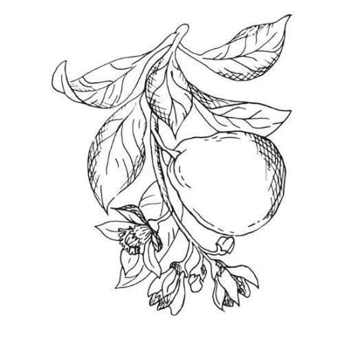 Alteya Organics Bergamotteöl 100%