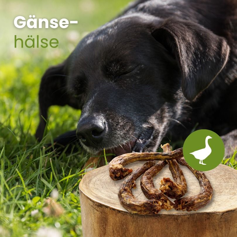 Hund kaut auf Gänsehals-Leckerli, auf Holzscheibe im Gras.