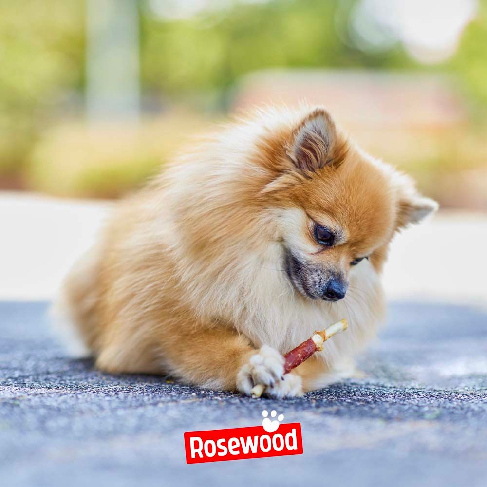 Ein Hund hält einen Rosewood Chewy Stick. Der Hund sitzt auf einer grauen Oberfläche. Das Rosewood-Logo ist sichtbar.
