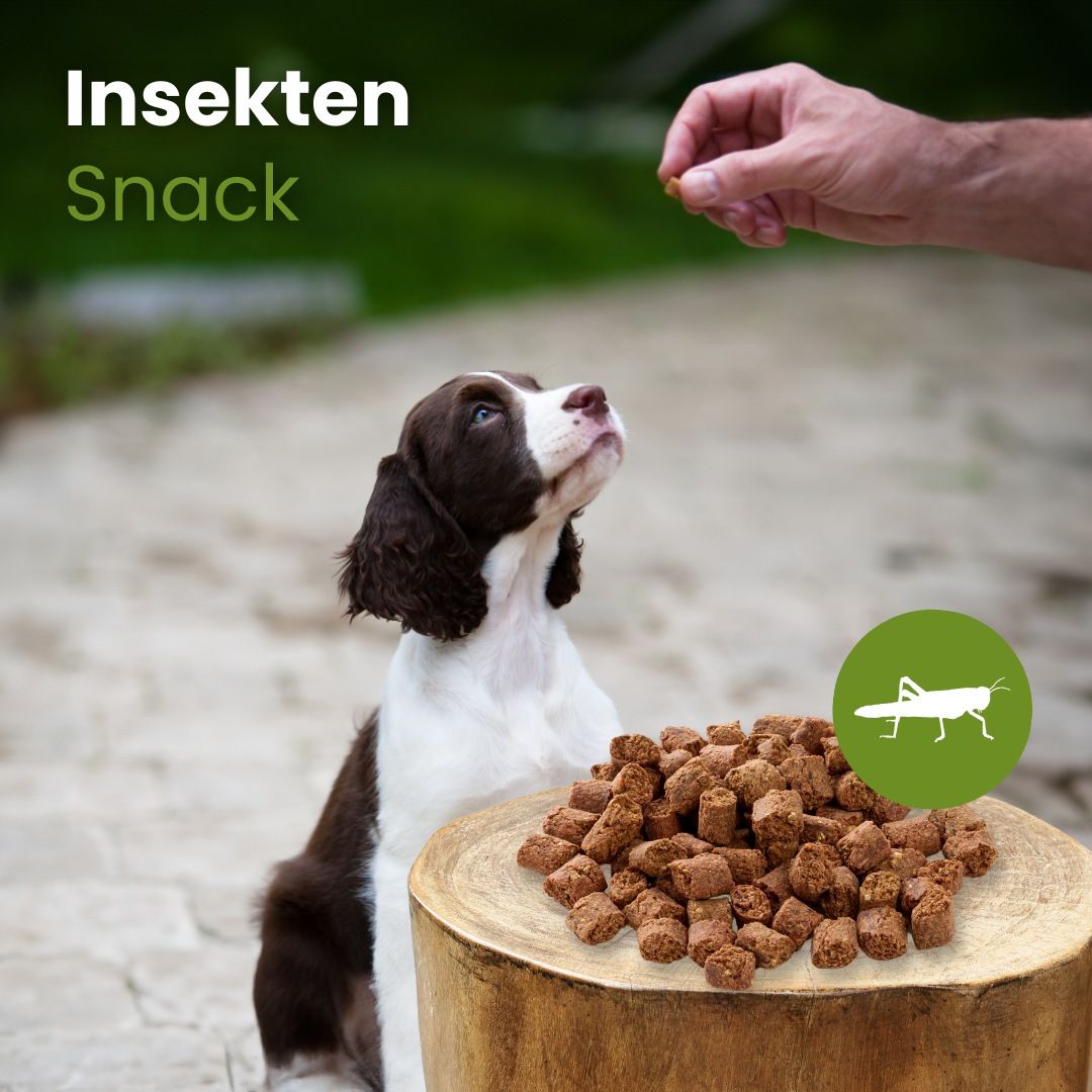 Infografik: Insekten-Snack für Hunde. Details zu Größe, Gewicht, Geruch, Fettgehalt, Beschaffenheit und Kauspaß.