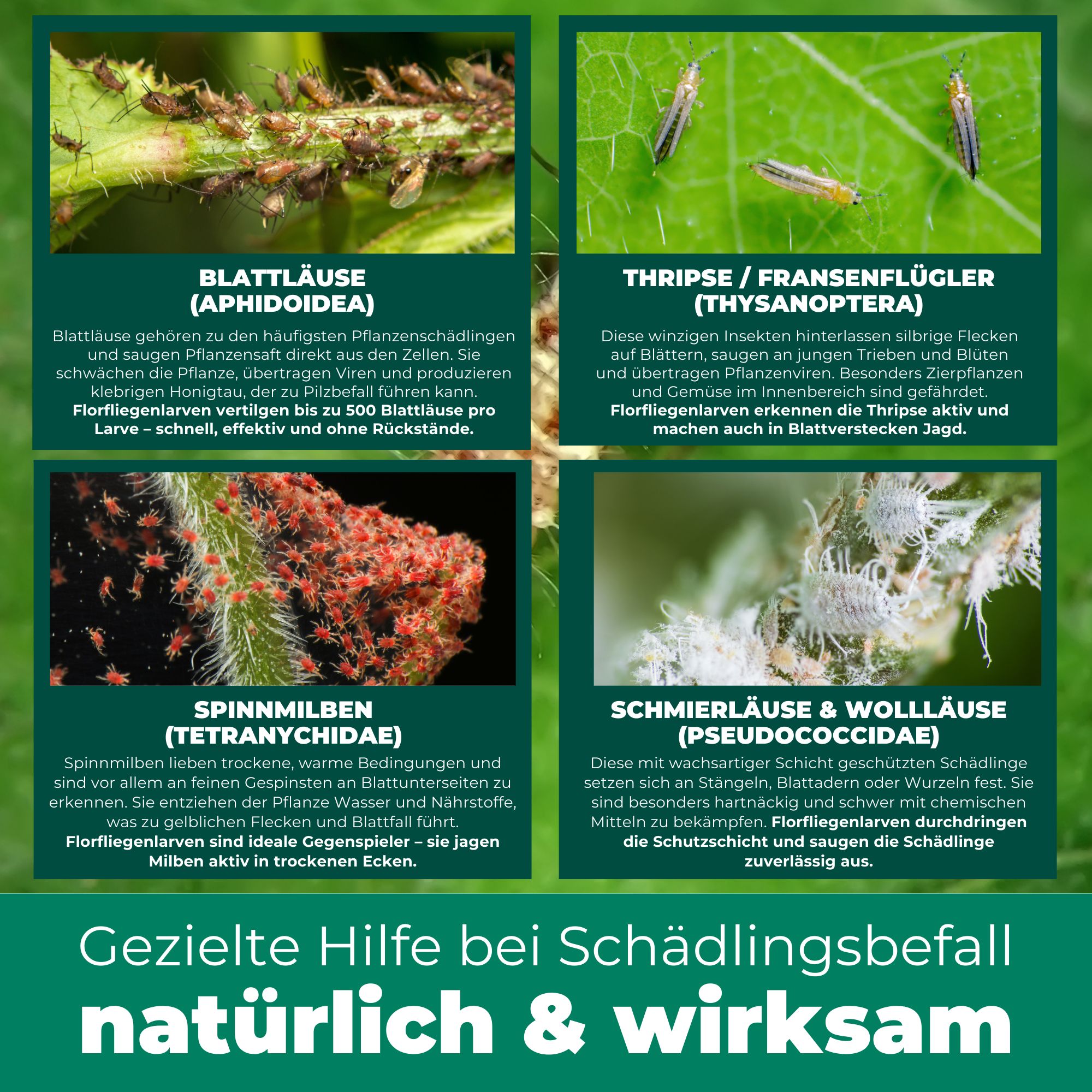 SILBERKRAFT Florfliegenlarven