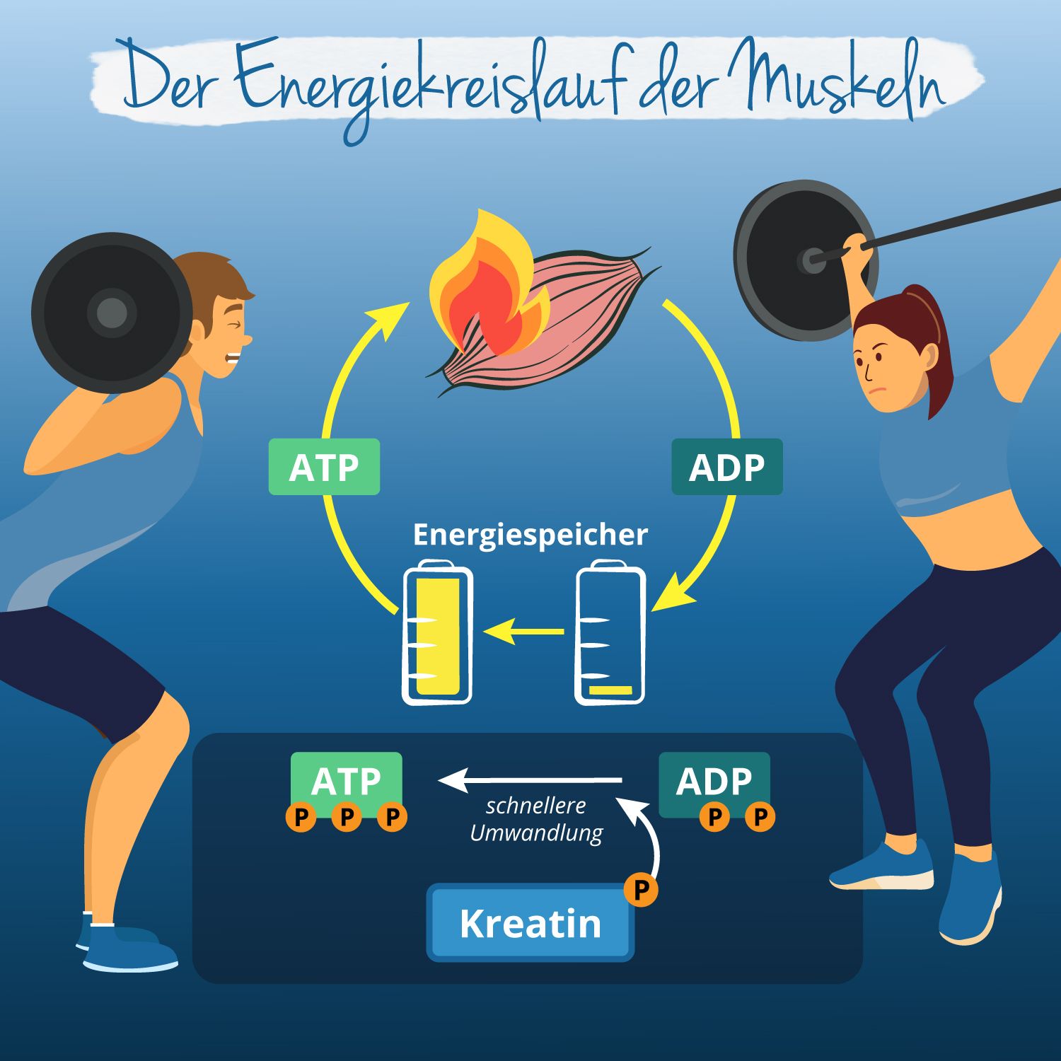 Infografik: Energiekreislauf der Muskeln. ATP, ADP, Kreatin. Zwei Personen beim Training mit Gewichten.