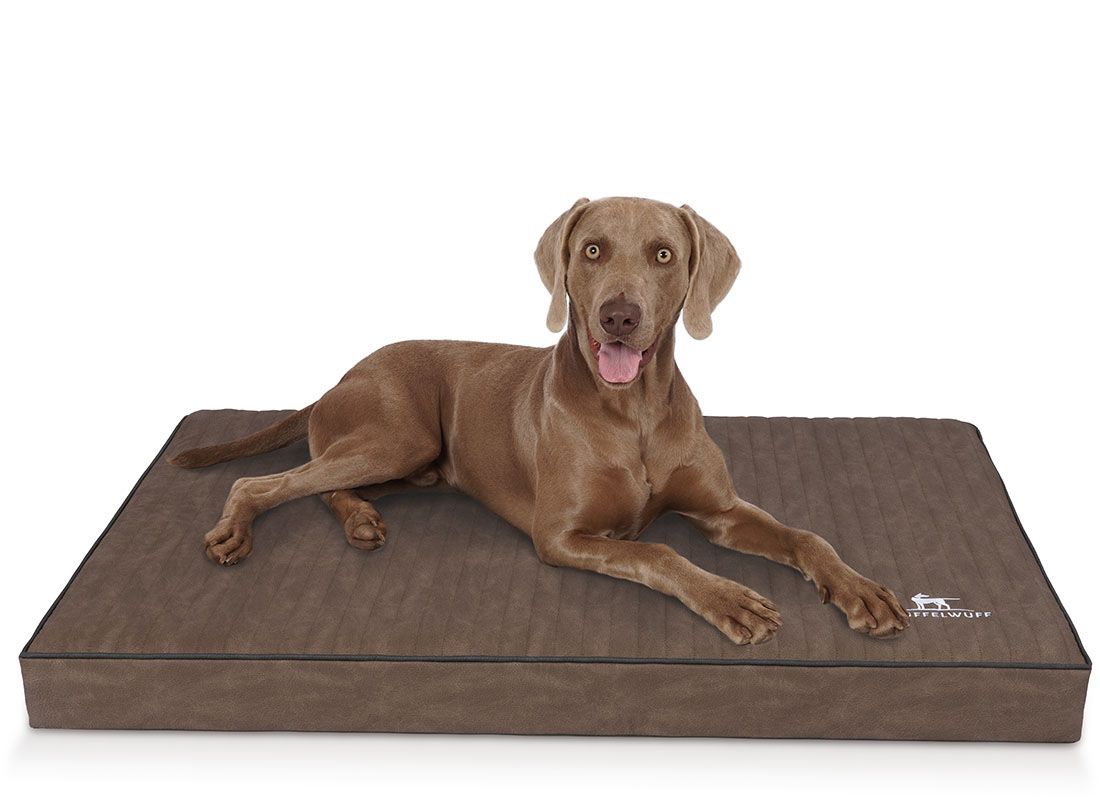 Hund liegt auf orthopädischer Hundematte Palomino. Braune Matte, schwarzer Rand. Knuffelwuff-Logo. Weißer Hintergrund.