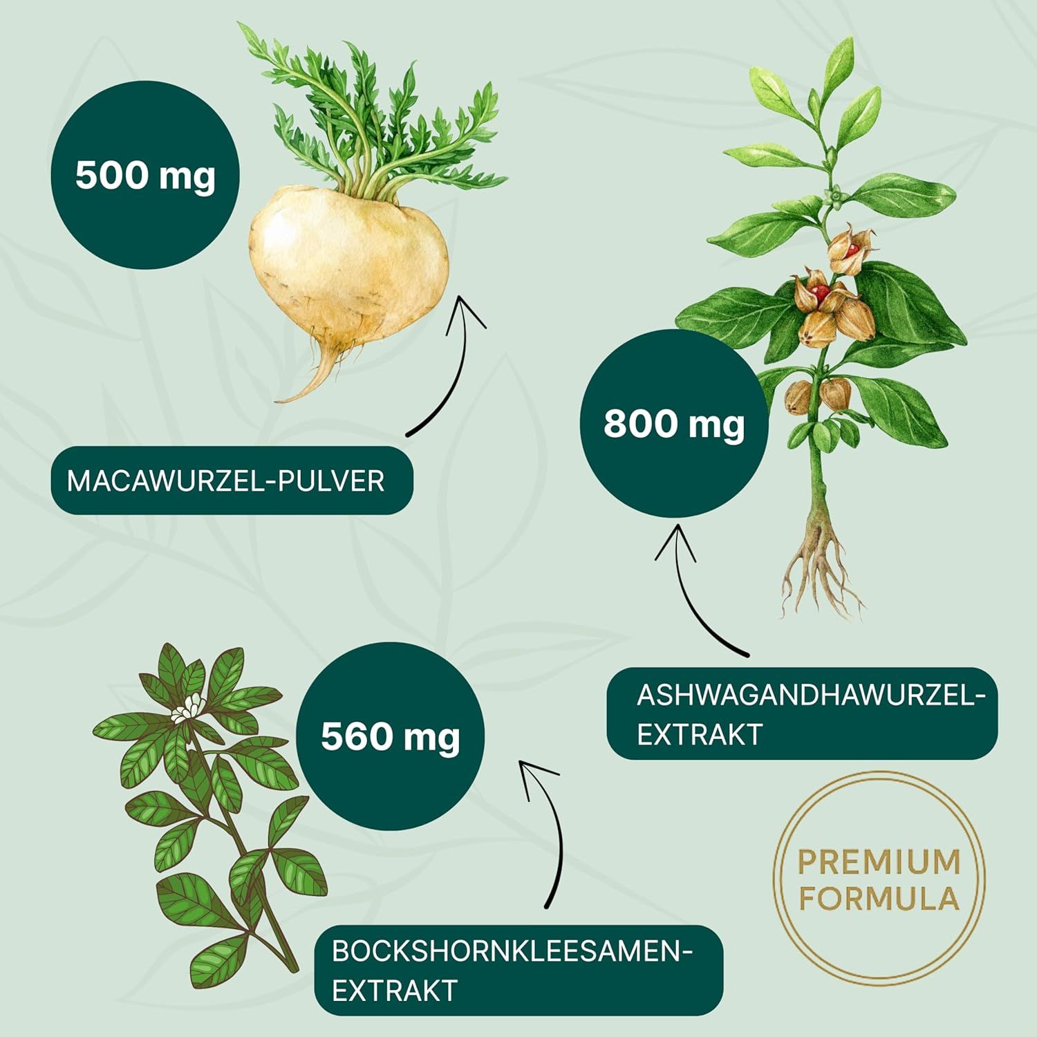 Grafik mit Pflanzen: Maca, Ashwagandha, Bockshornklee. Kreise mit mg-Angaben. Text: Macawurzel-Pulver, Ashwagandhawurzel-Extrakt, Bockshornkleesamen-Extrakt.