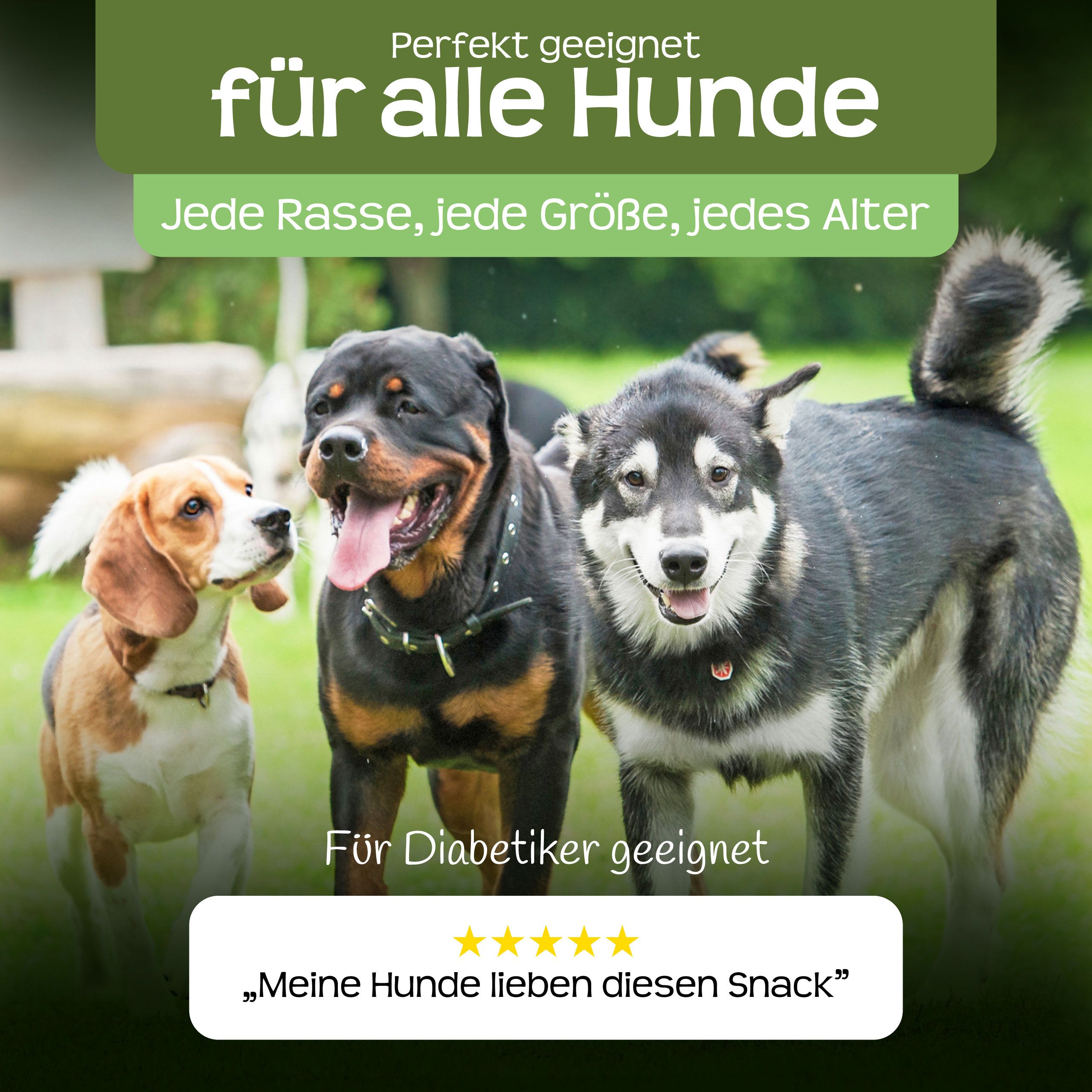 Drei Hunde. Text: Perfekt geeignet für alle Hunde. Für Diabetiker geeignet. Meine Hunde lieben diesen Snack.