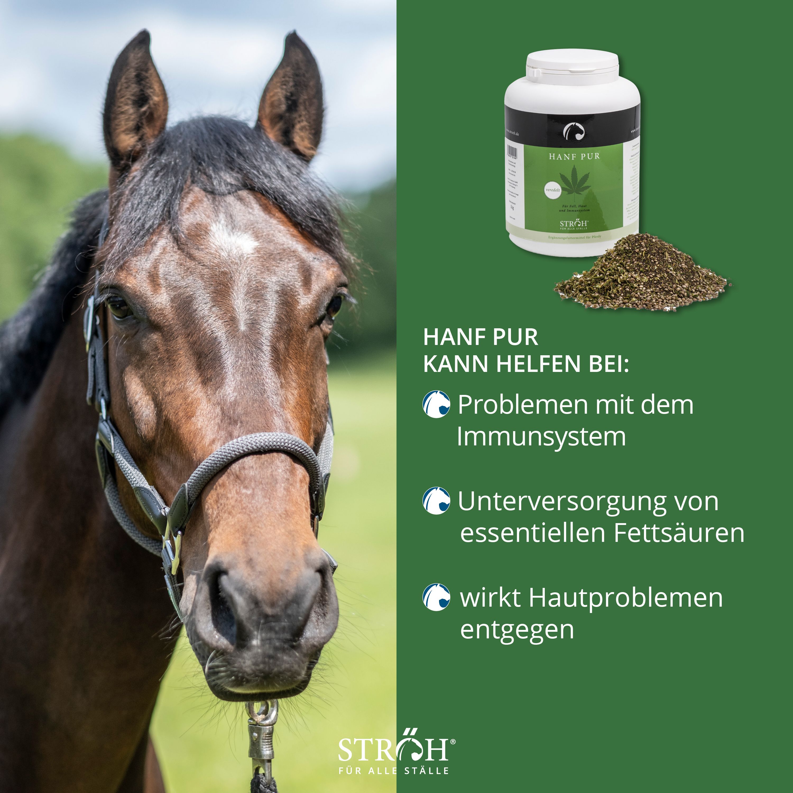 Pferd neben grünem Hintergrund mit Gefäß HANF PUR. Text: Kann helfen bei: Immunproblemen, essentiellen Fettsäuren, Hautproblemen. Marke STRÖH.
