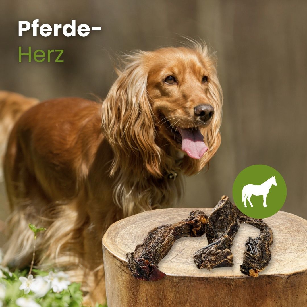 Ein Hund kaut auf einem getrockneten Pferdeherzen.