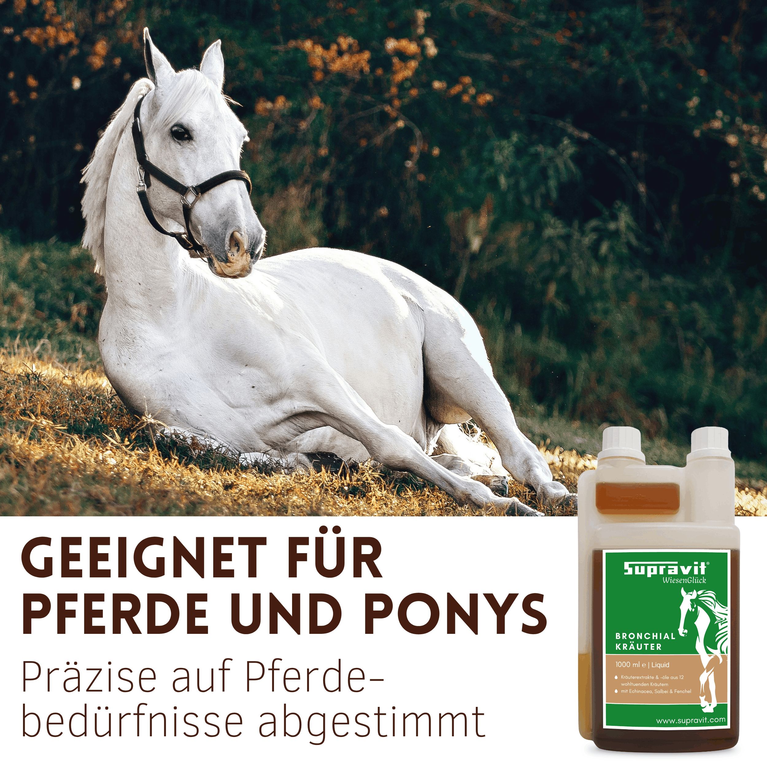 Produktflasche mit Etikett neben einem liegenden weißen Pferd. Auf dem Etikett steht "Supravit Bronchialkräuter".