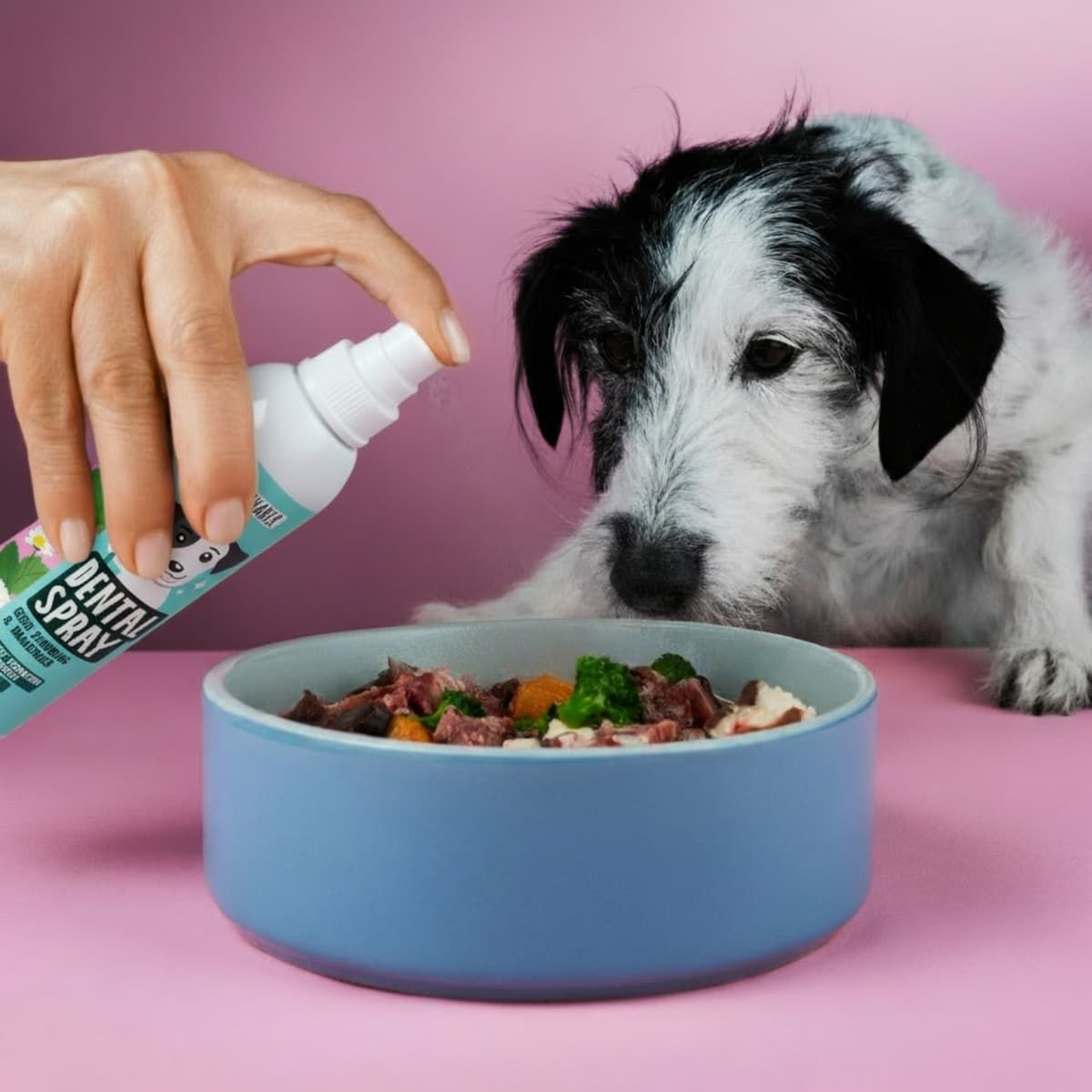 Hand sprüht Zahn-Spray auf Futter in einer blauen Schüssel. Hund im Hintergrund. Rosa Hintergrund.