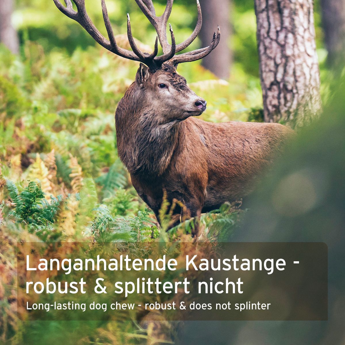 Hirsch mit Geweih im Wald. Text: Langanhaltende Kaustange - robust & splittert nicht.