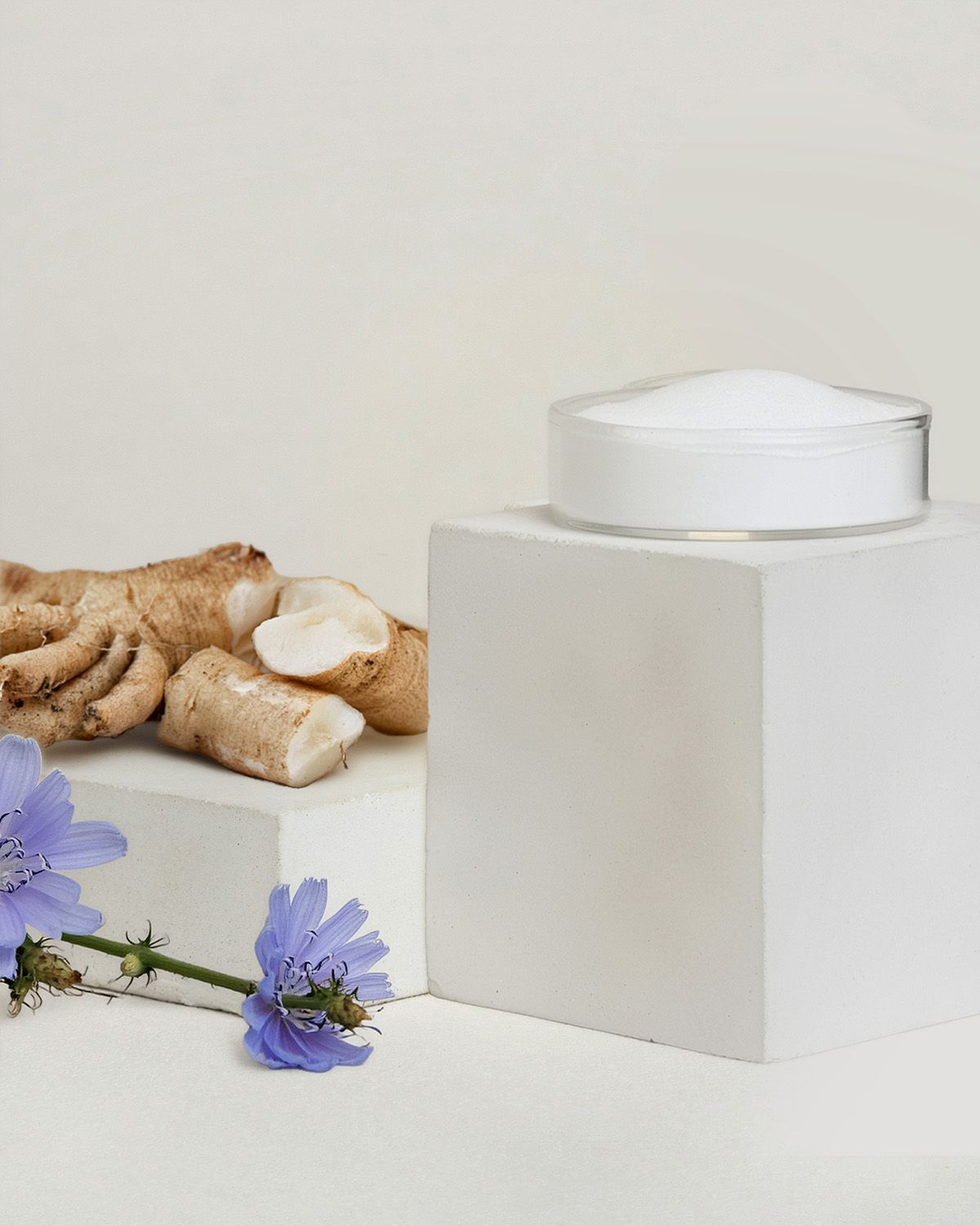 Chicorée-Wurzeln und Blüten neben einem Behälter mit weißem Pulver.