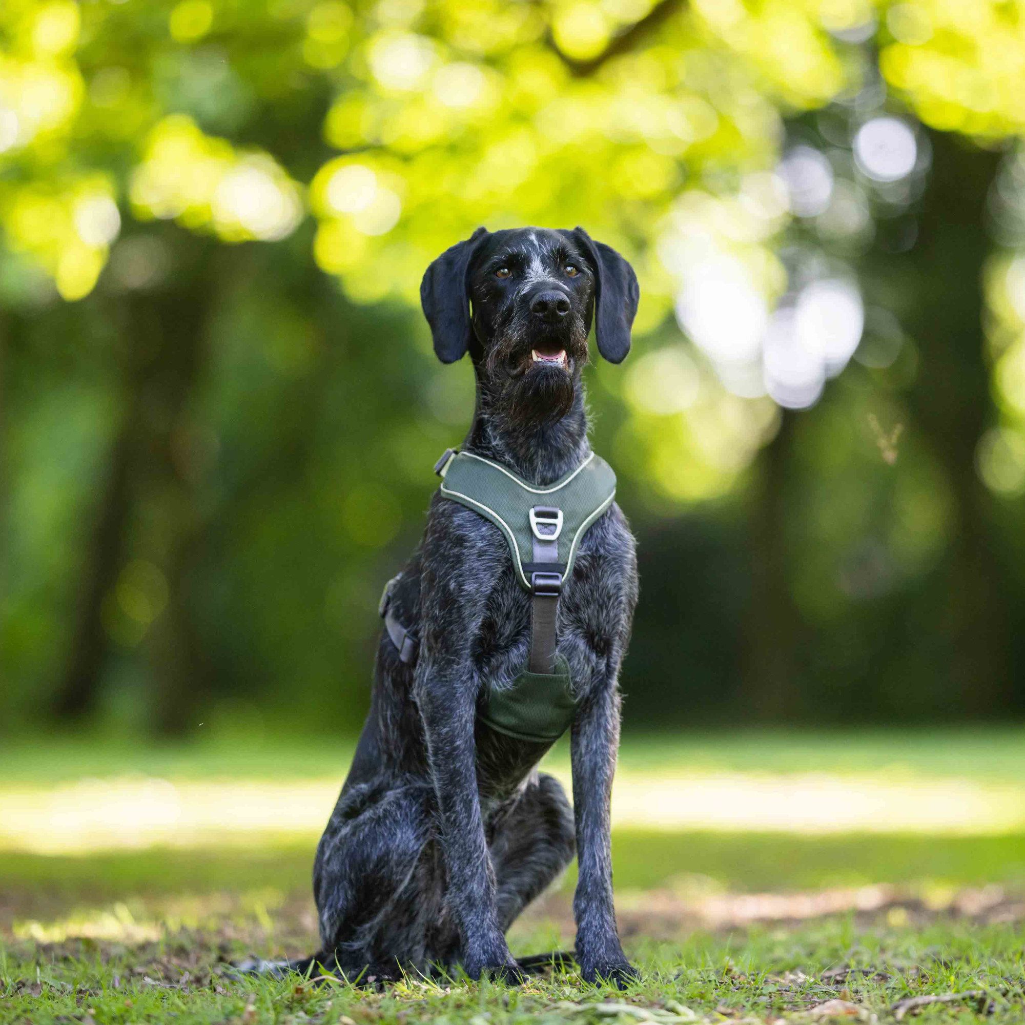 Wolters Active Pro Comfort Hundegeschirr